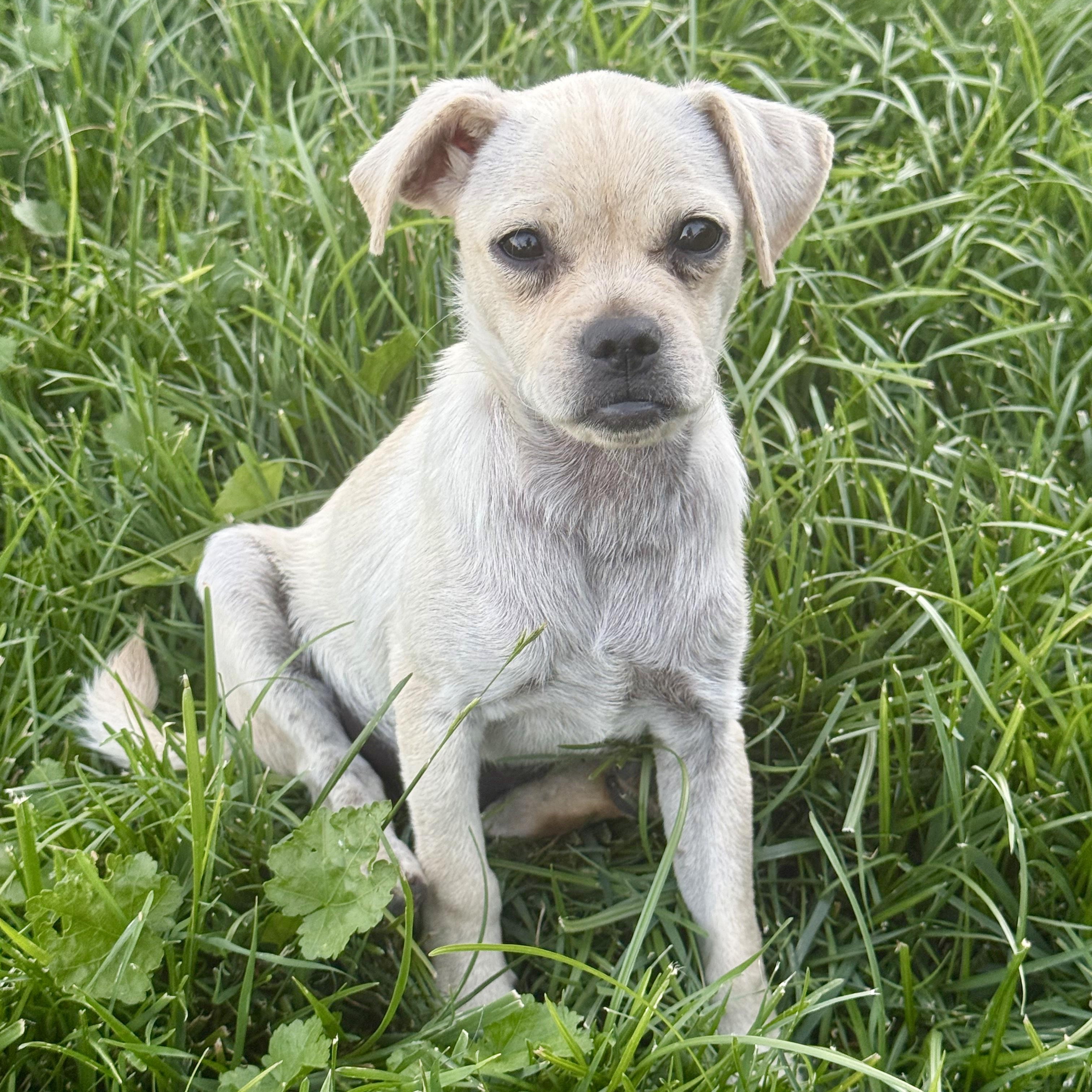 Lawnie, a ADOPTABLE mixed breed in modesto, CA image 2/6