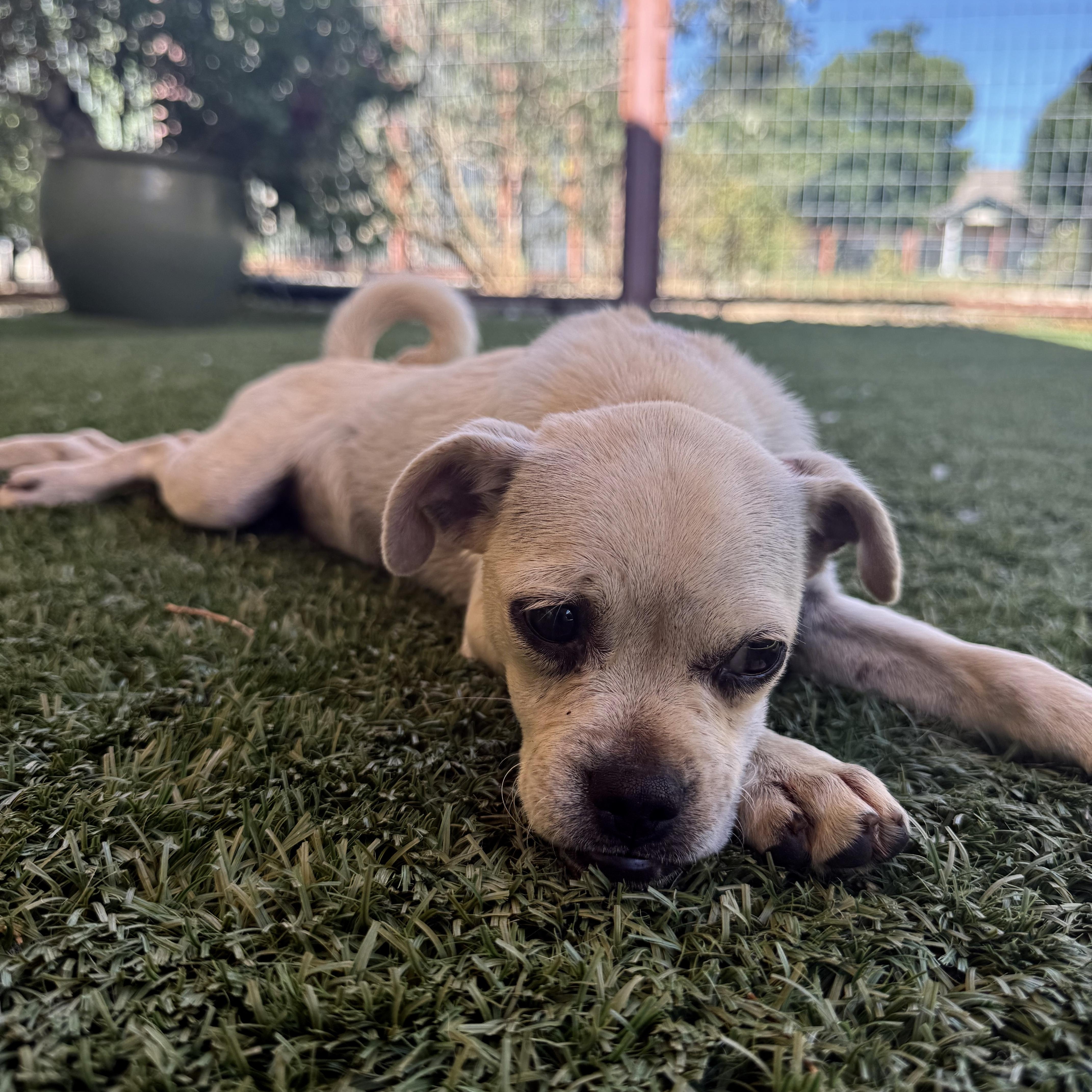 Lawnie, a ADOPTABLE mixed breed in modesto, CA image 3/6