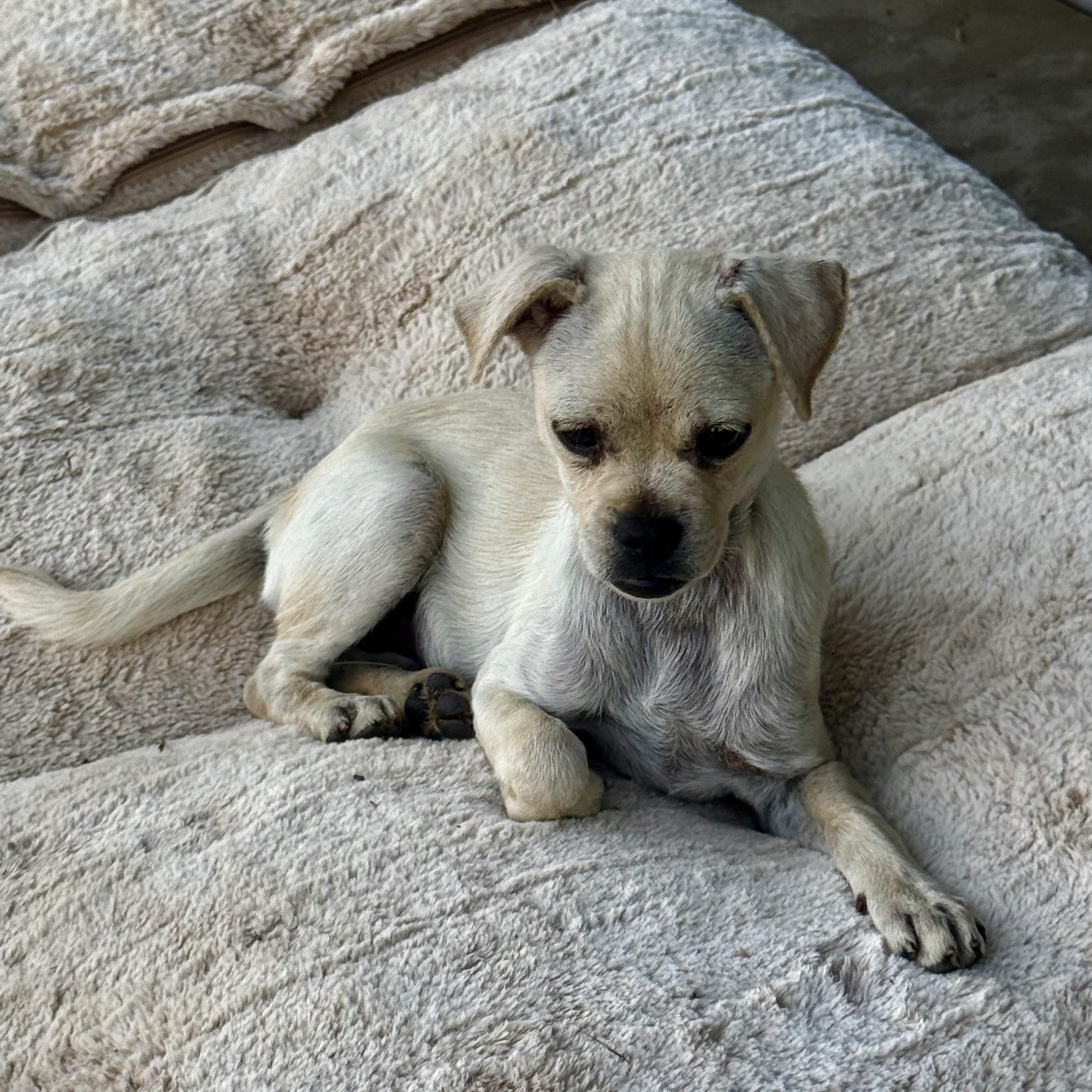 Lawnie, a ADOPTABLE mixed breed in modesto, CA image 6/6