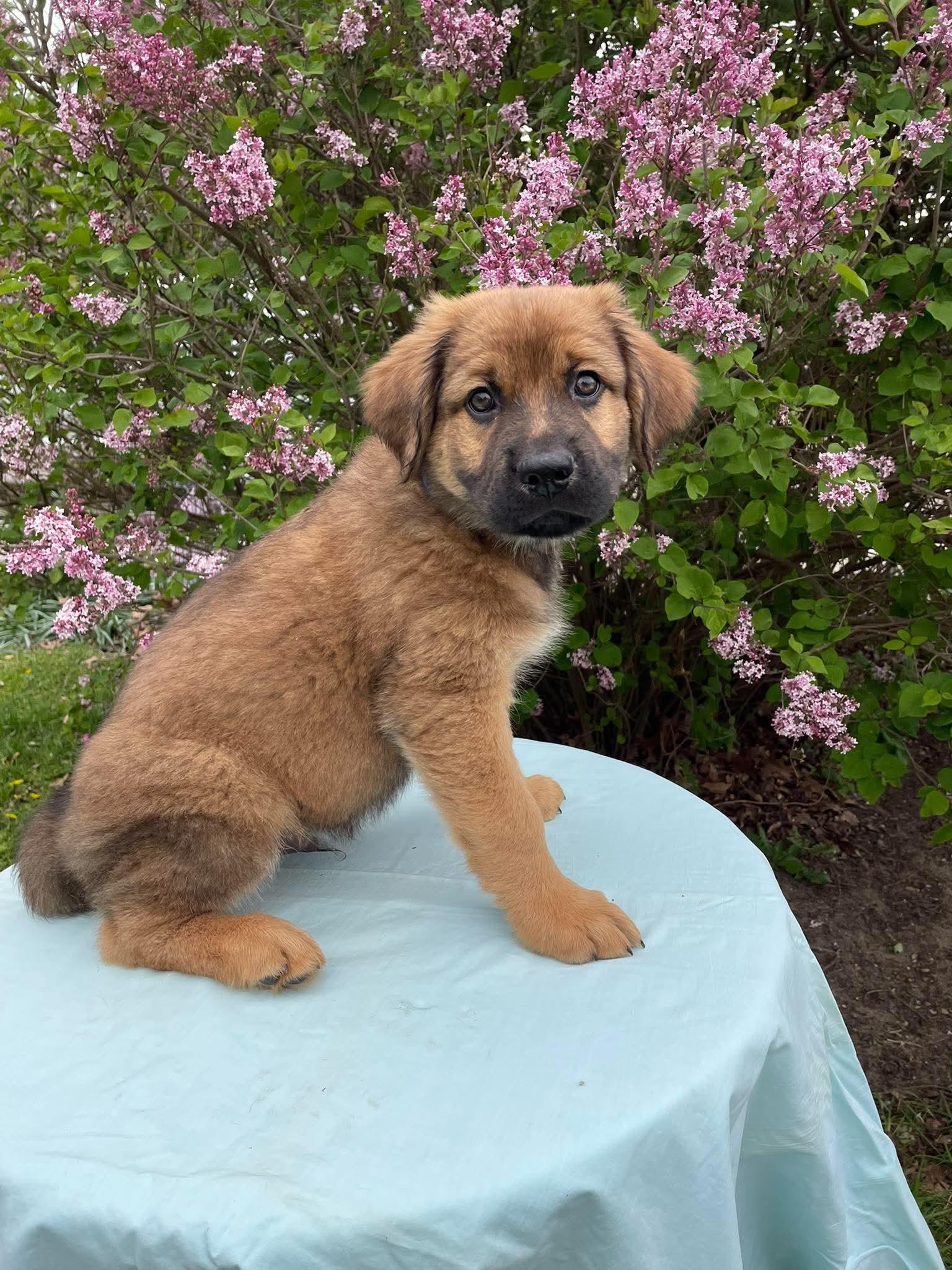 Ryder, an adopted mixed breed in Kalamazoo, MI image 4/4