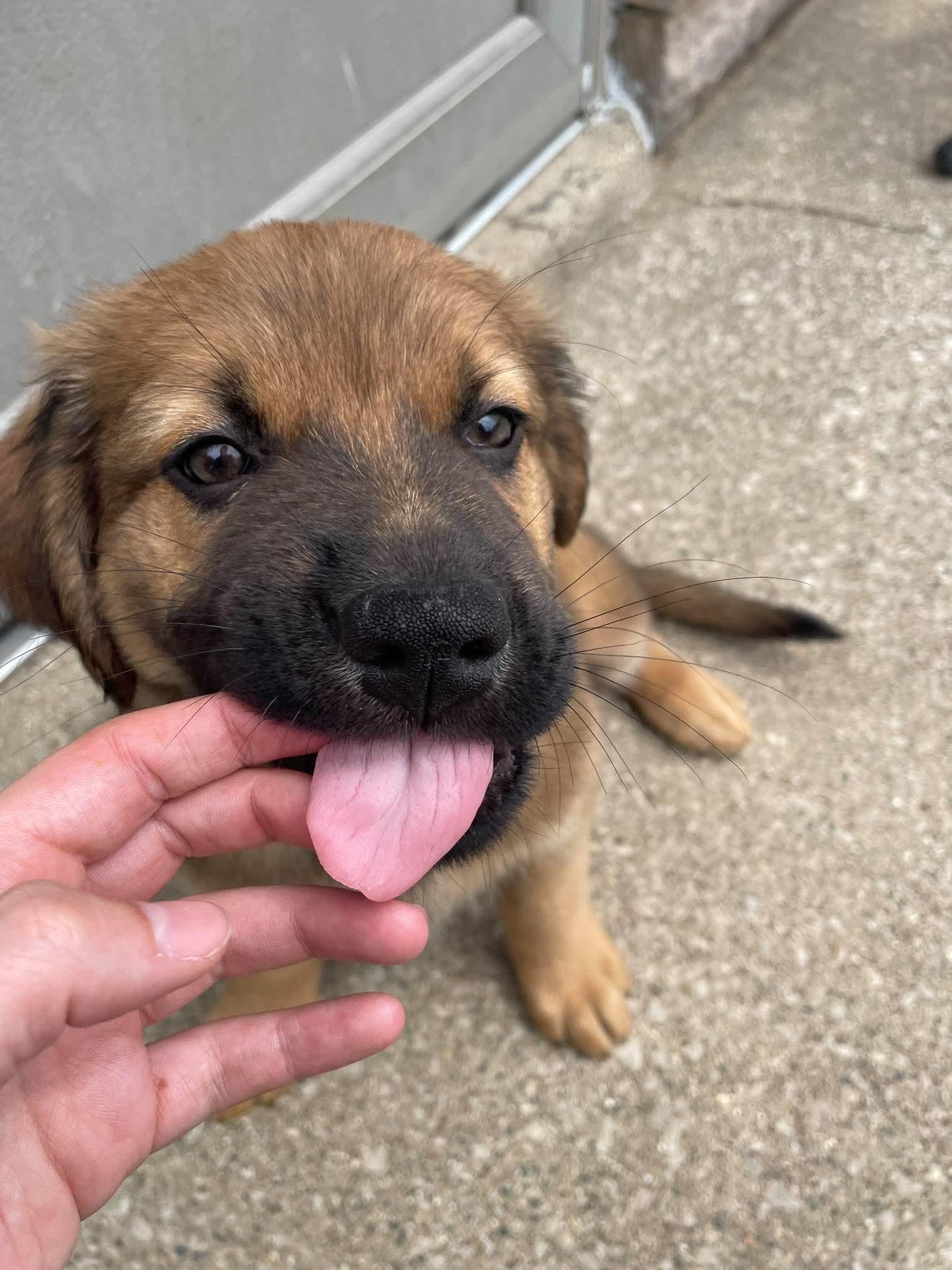 Ryder, an adopted mixed breed in Kalamazoo, MI image 3/4