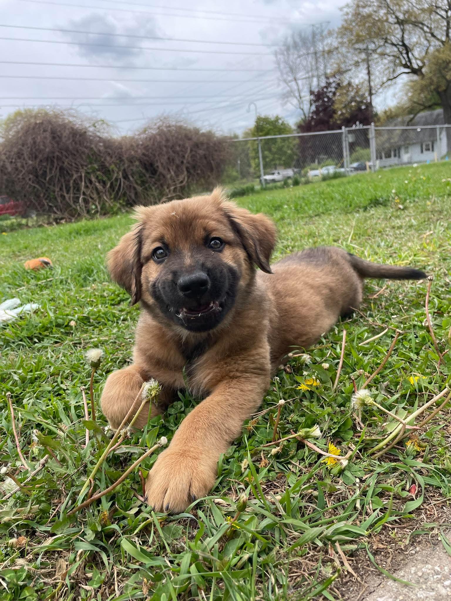 Ryder, an adopted mixed breed in Kalamazoo, MI image 1/4