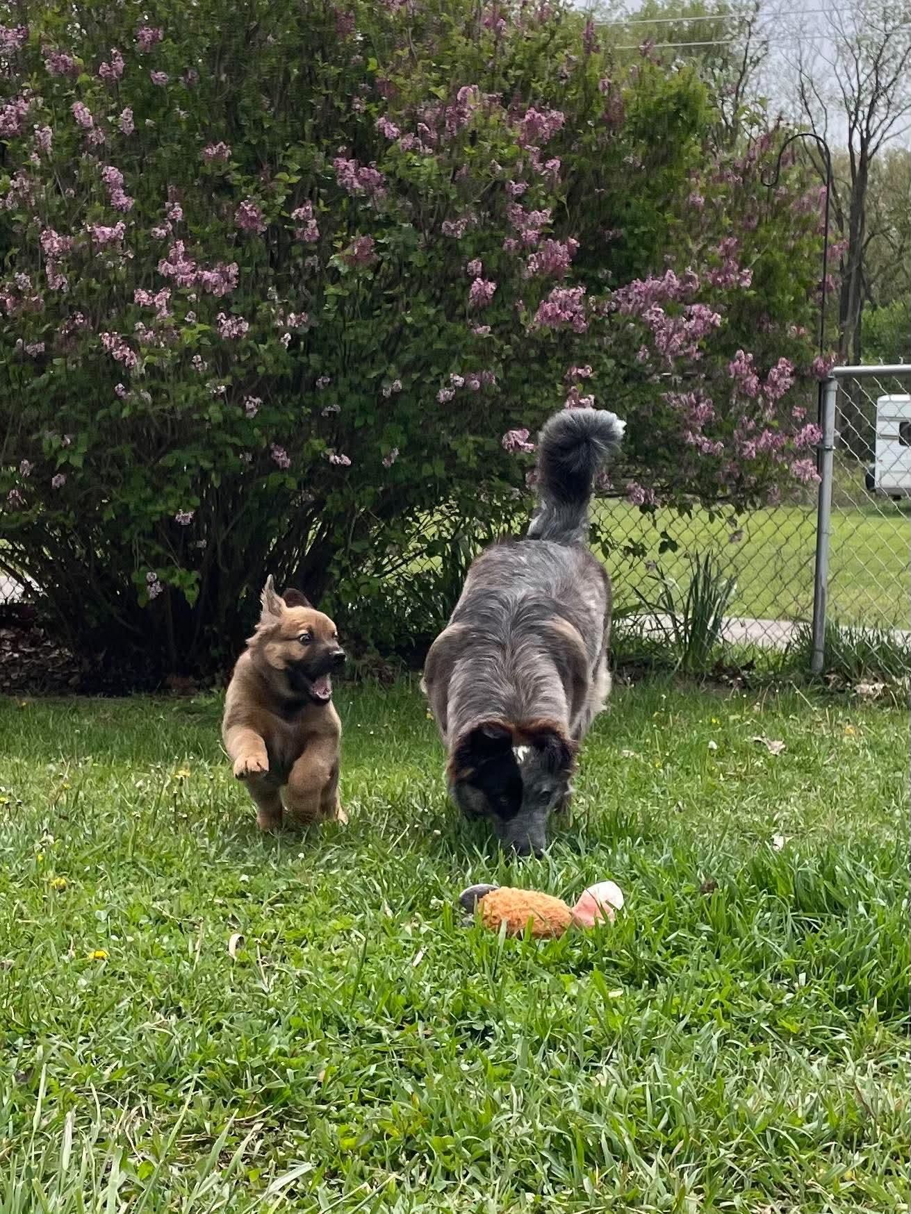 Ryder, an adopted mixed breed in Kalamazoo, MI image 2/4
