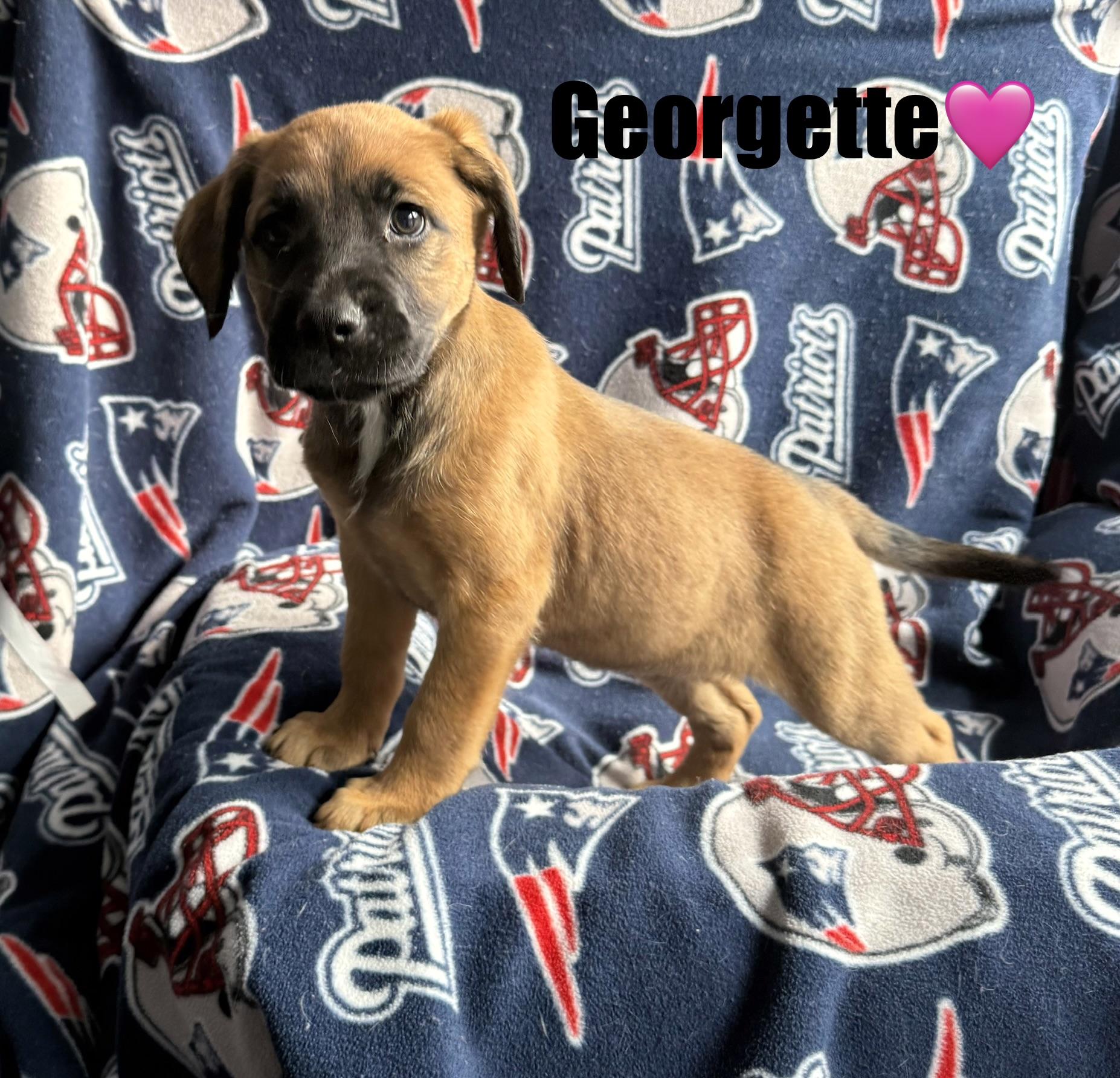 Georgette , a Adoptable mixed breed in Douglas, MA image 1/4