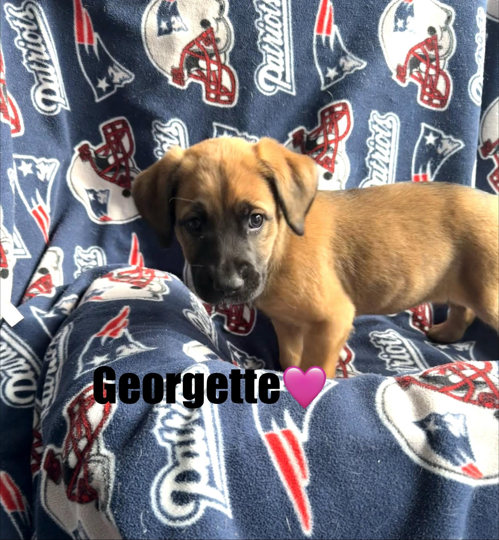 Georgette , a Adoptable mixed breed in Douglas, MA image 3/4