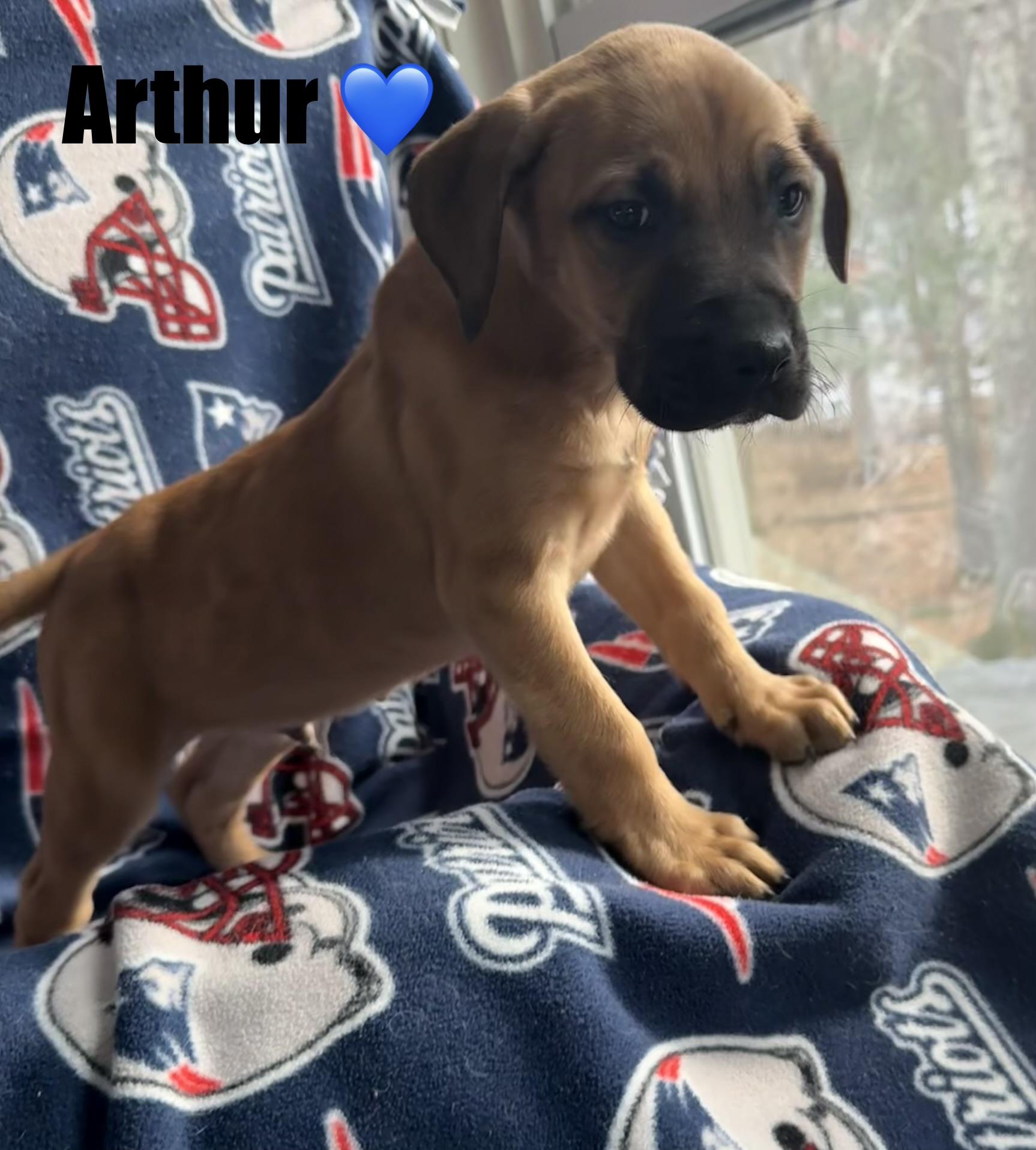 Georgette , a Adoptable mixed breed in Douglas, MA image 2/4