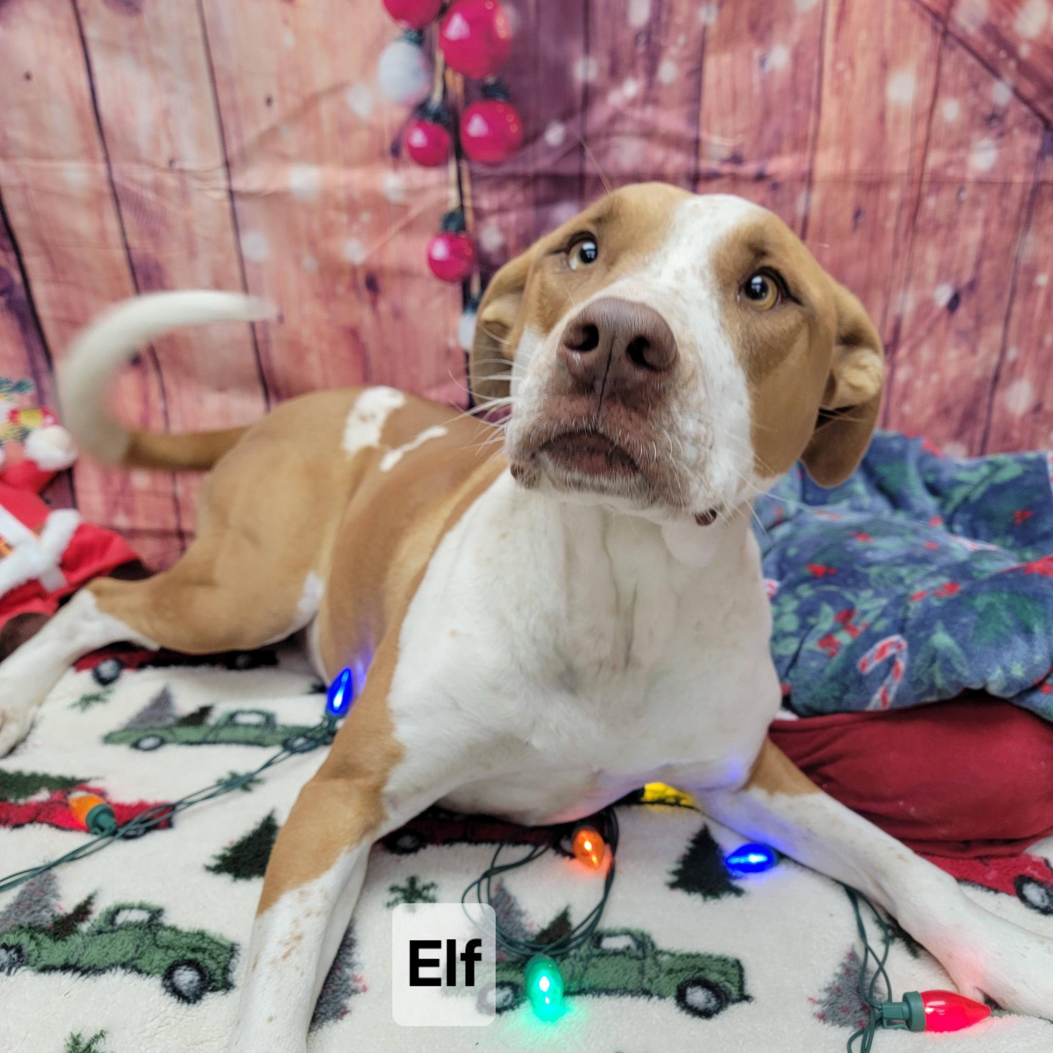 Elf, ADOPTABLE, Adult Male Pit Bull Terrier.