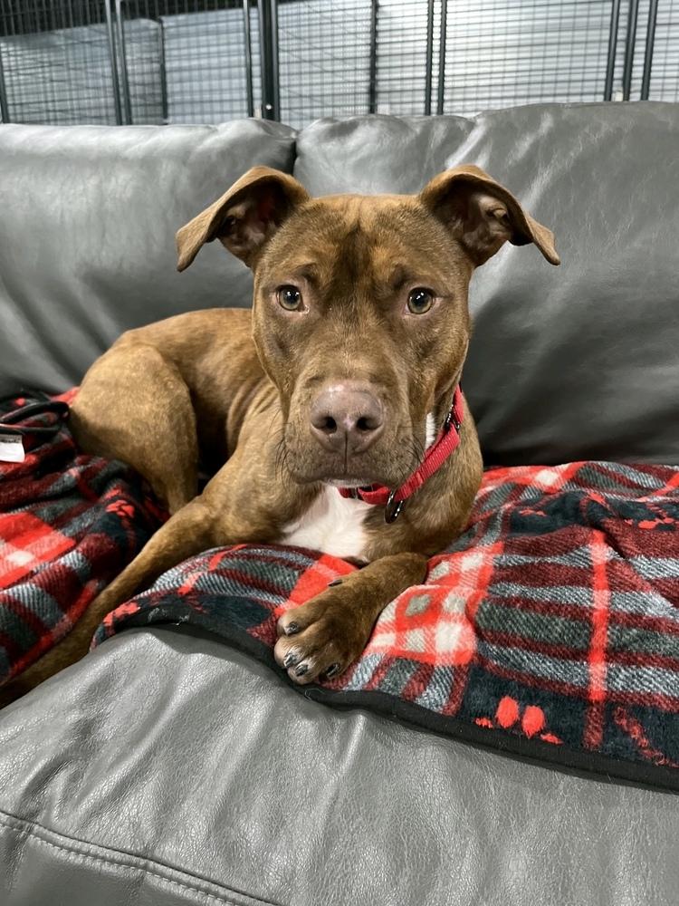 Finn, Adoptable, Adult Male American Staffordshire Terrier.