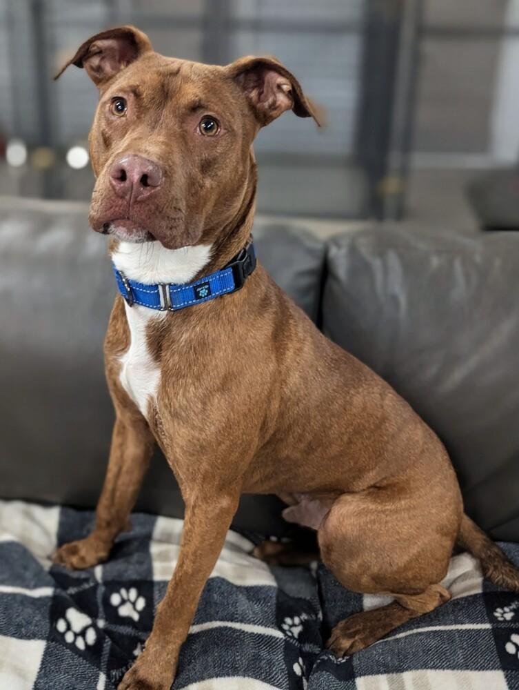 Finn, Adoptable, Adult Male American Staffordshire Terrier.