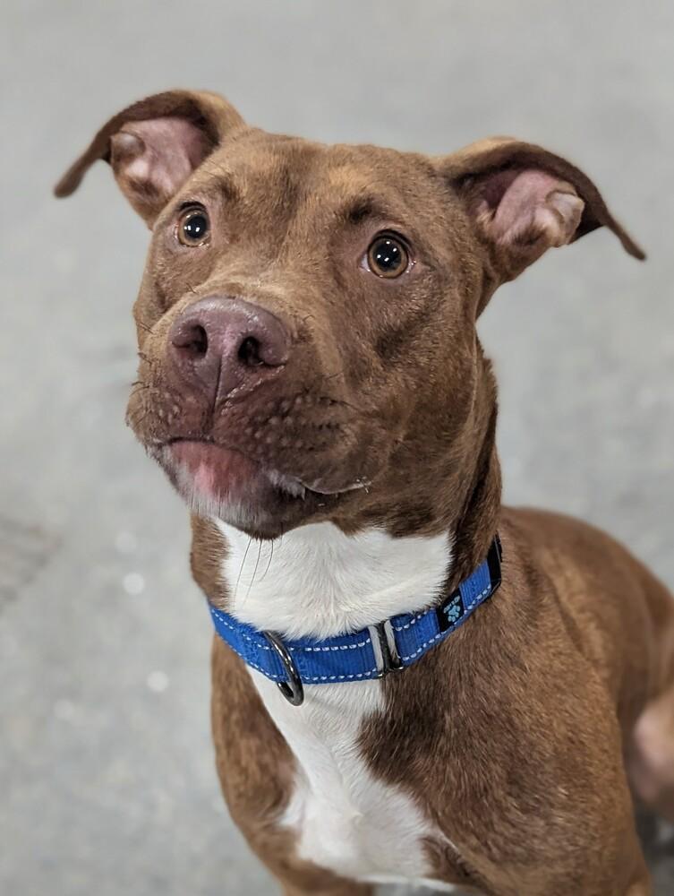 Enlarge Finn, a Adoptable mixed breed in Grand Rapids, MI image 2/4