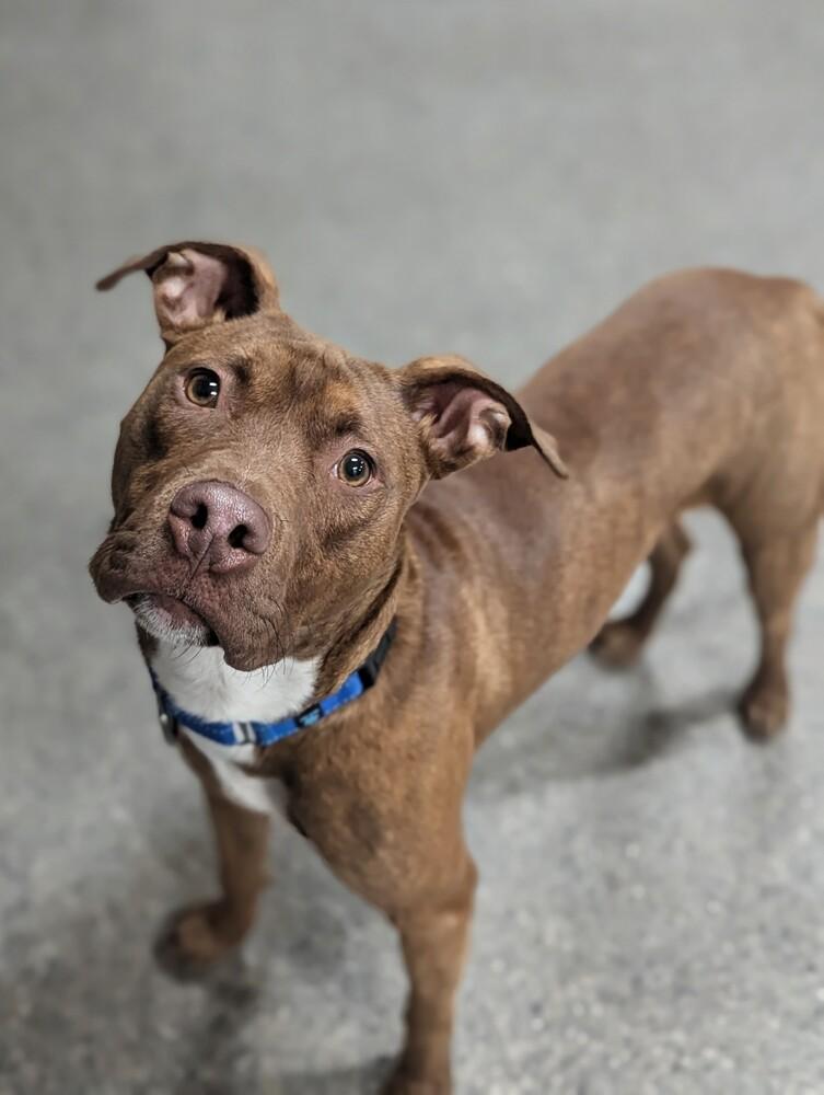 Enlarge Finn, a Adoptable mixed breed in Grand Rapids, MI image 3/4