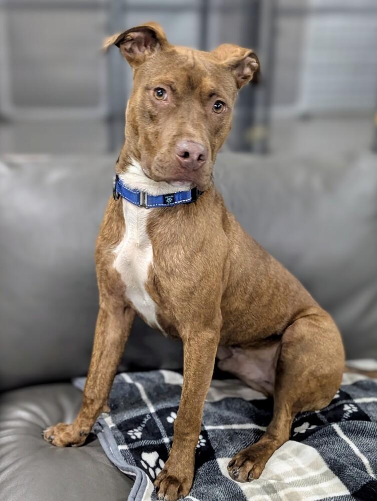 Enlarge Finn, a Adoptable mixed breed in Grand Rapids, MI image 4/4