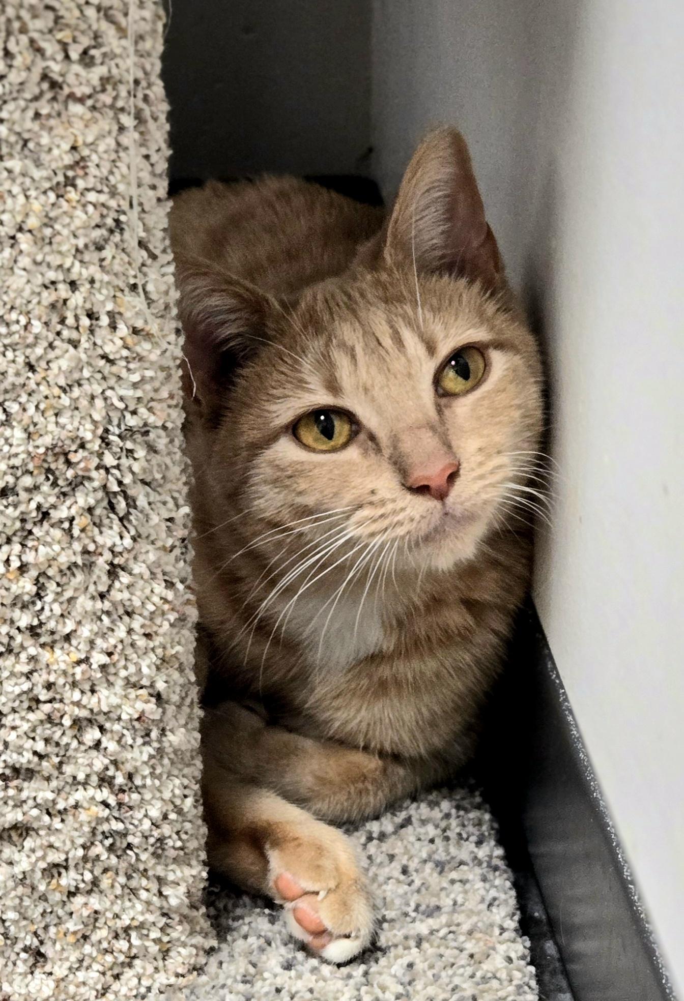 Enlarge Signora Patty Cakes, an adopted Domestic Short Hair in Albany, NY image 1/5