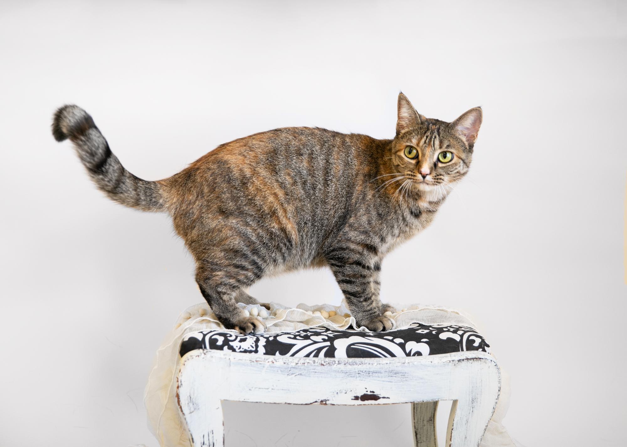 Enlarge KRISTAL, a Adoptable mixed breed in Homewood, AL image 1/5