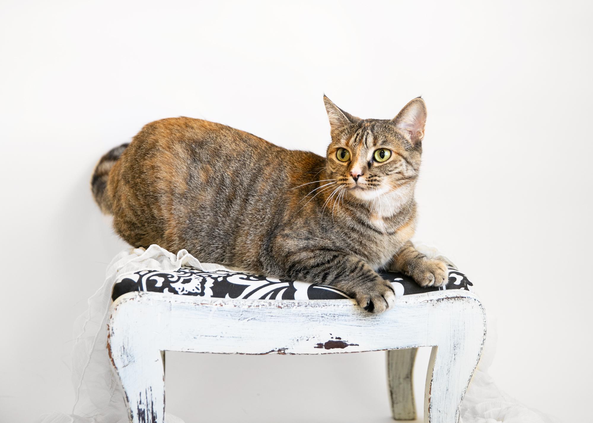 Enlarge KRISTAL, a Adoptable mixed breed in Homewood, AL image 2/5