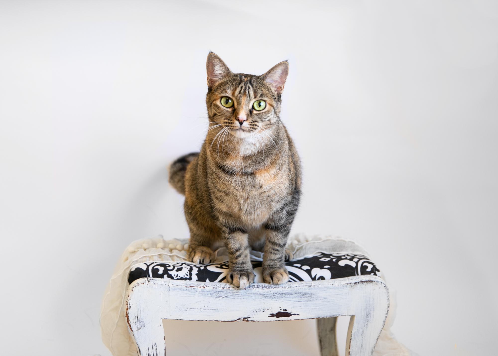 Enlarge KRISTAL, a Adoptable mixed breed in Homewood, AL image 3/5