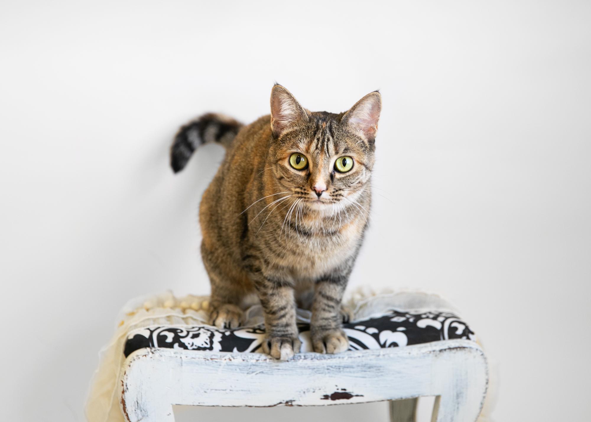 Enlarge KRISTAL, a Adoptable mixed breed in Homewood, AL image 4/5