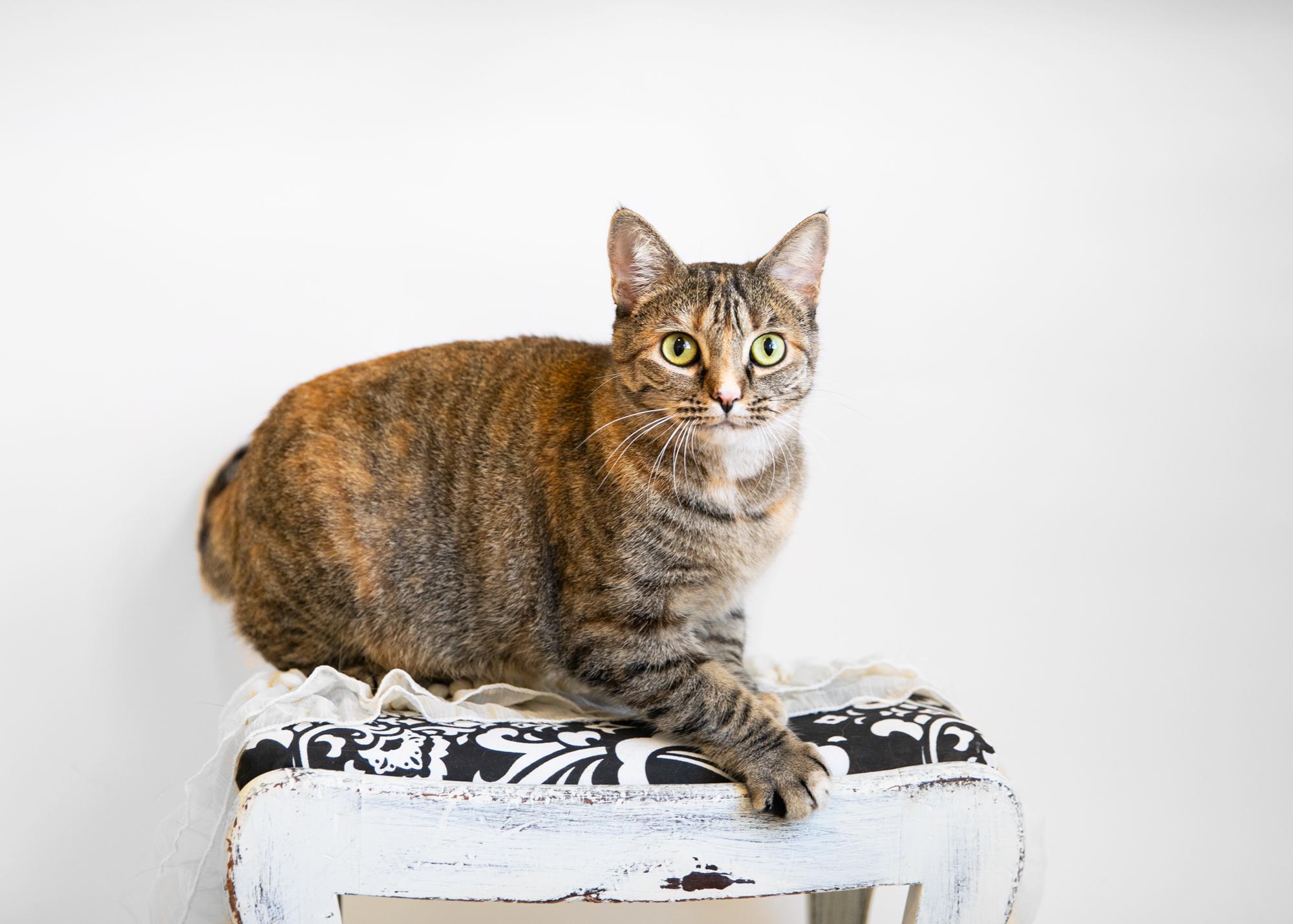 Enlarge KRISTAL, a Adoptable mixed breed in Homewood, AL image 5/5