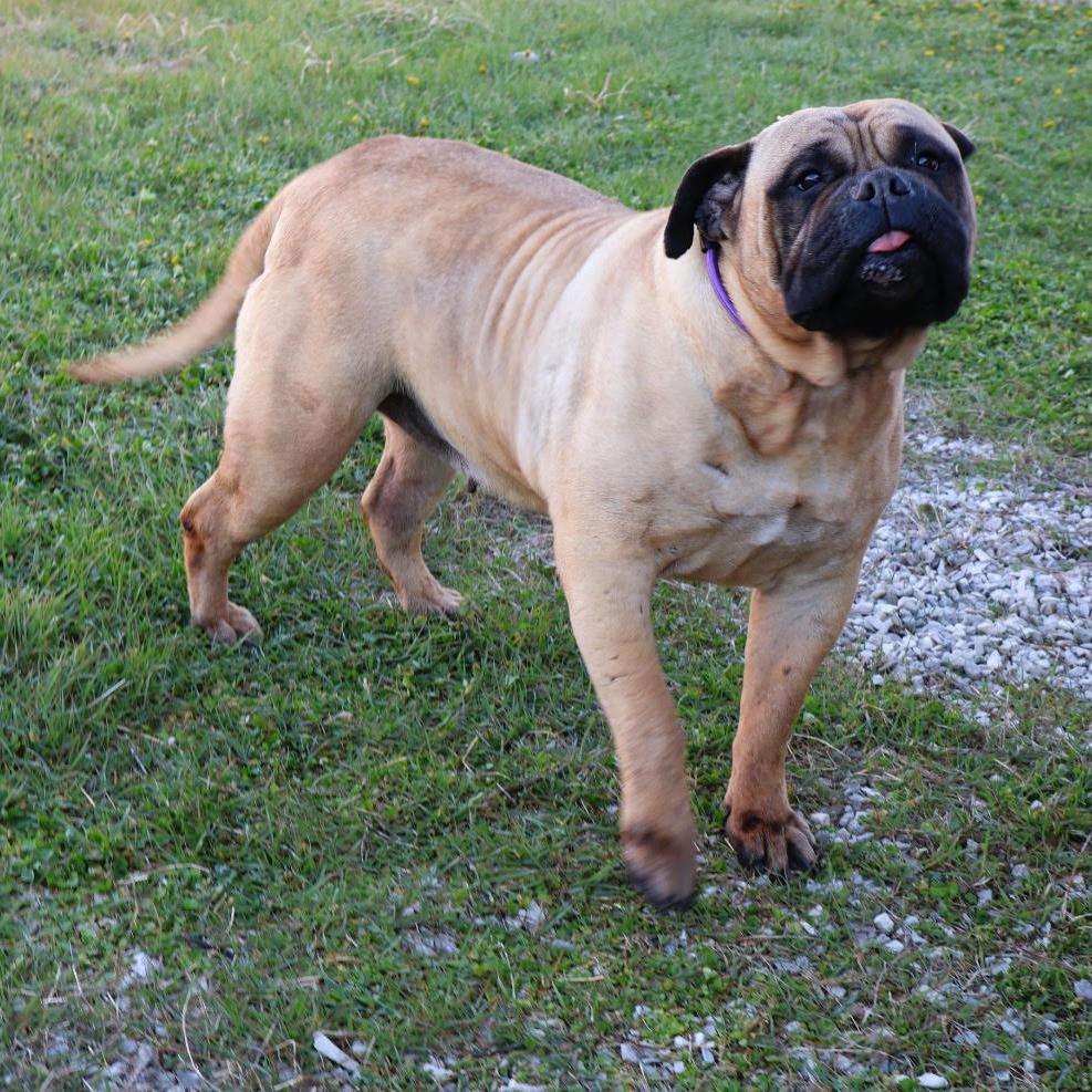 Enlarge Bianca, a ADOPTABLE Bullmastiff in Zionsville, IN image 1/1