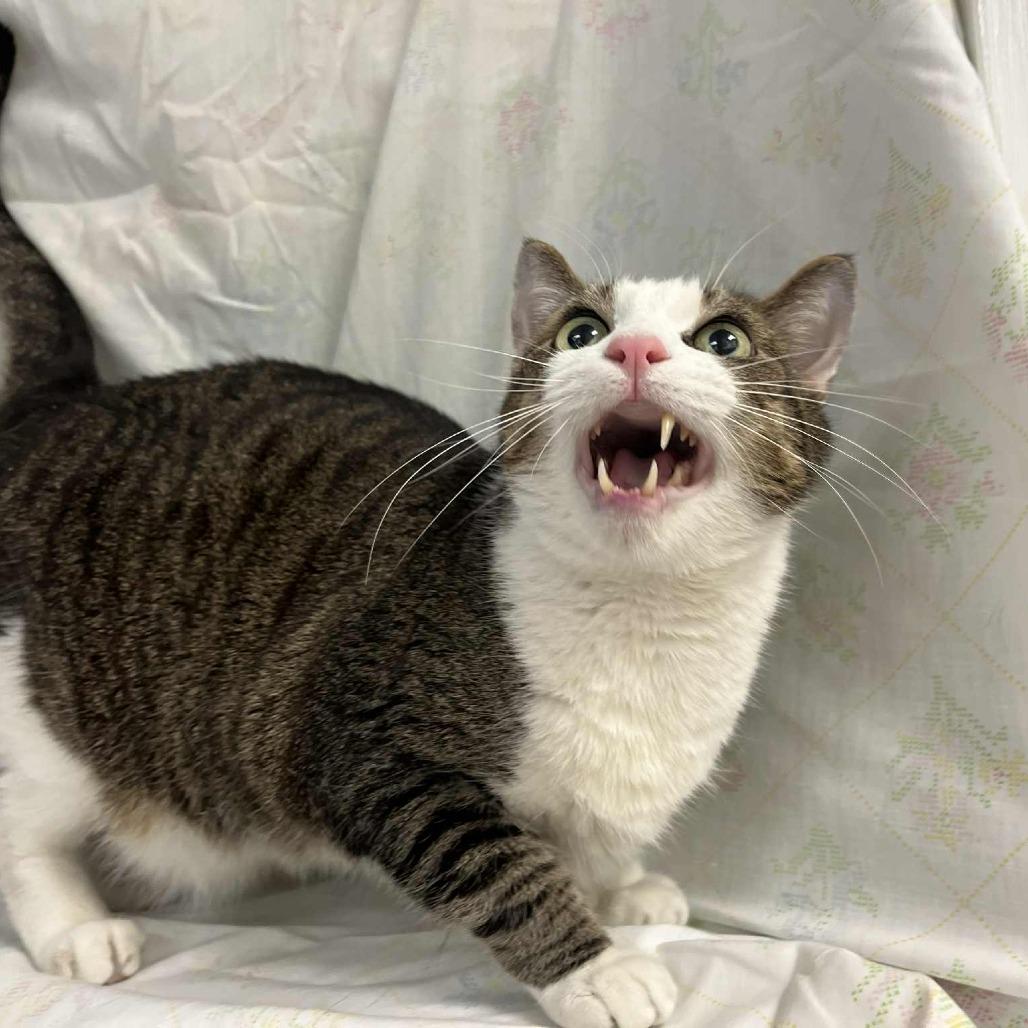 Aramis — thumbnail 3