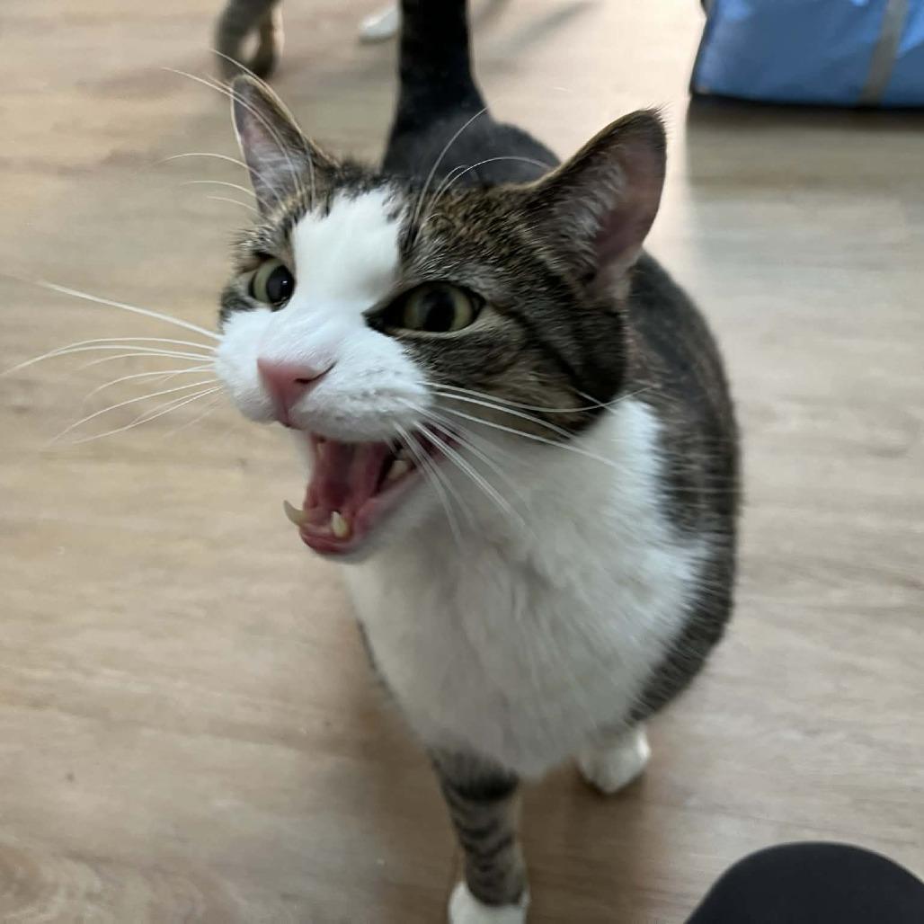 Aramis — thumbnail 5