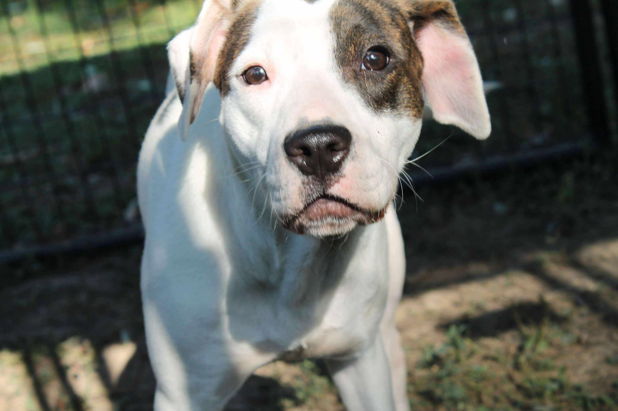 Enlarge Nelly, a Adoptable mixed breed in Terre Haute, IN image 1/6