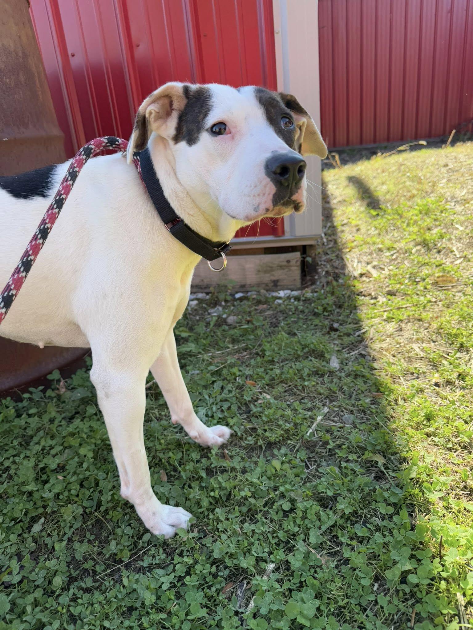 Enlarge Nelly, a Adoptable mixed breed in Terre Haute, IN image 2/6