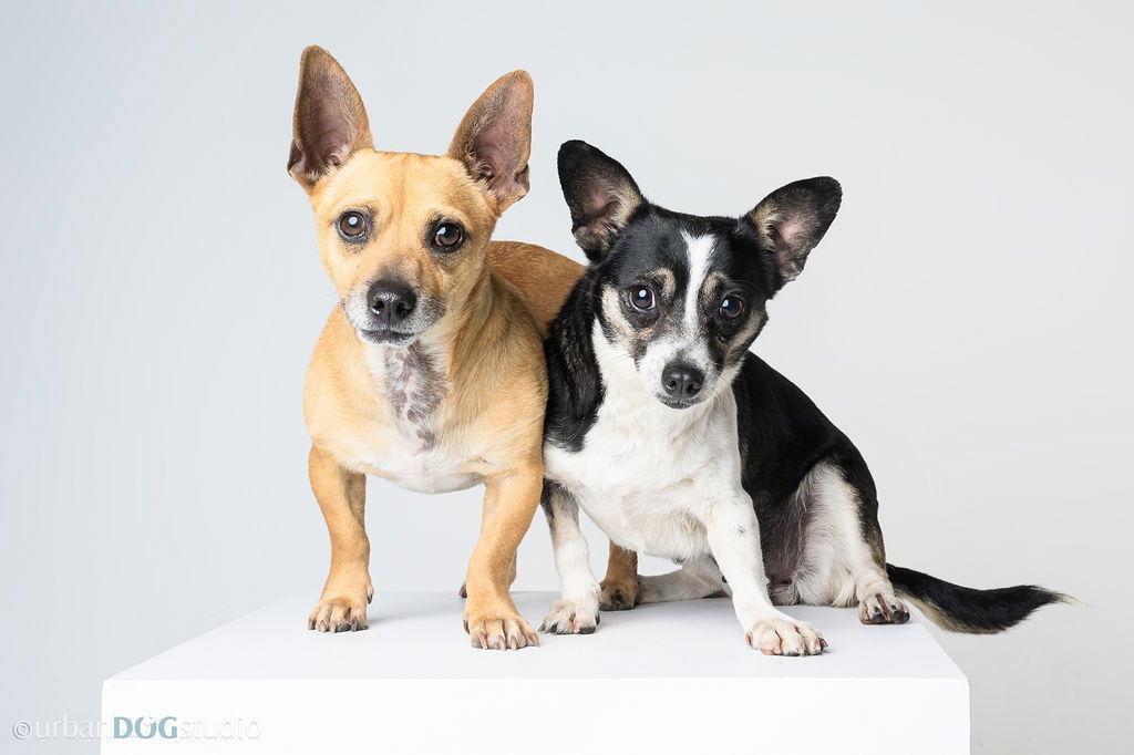 Bonded Par - Ryver & Ryker, a Adoptable Chihuahua in Tampa, FL image 1/3