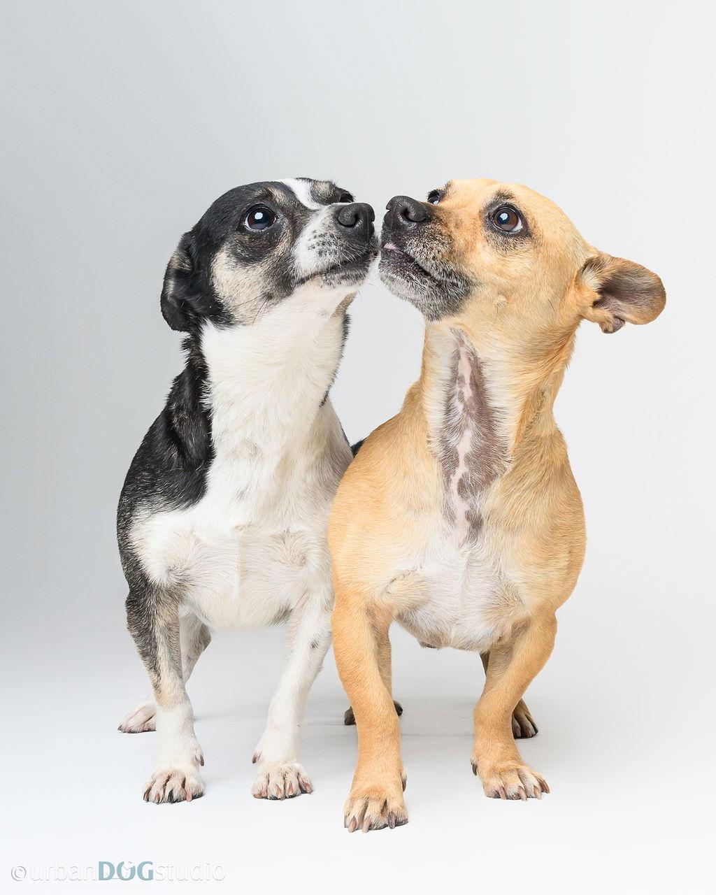 Bonded Par - Ryver & Ryker, a Adoptable Chihuahua in Tampa, FL image 2/3