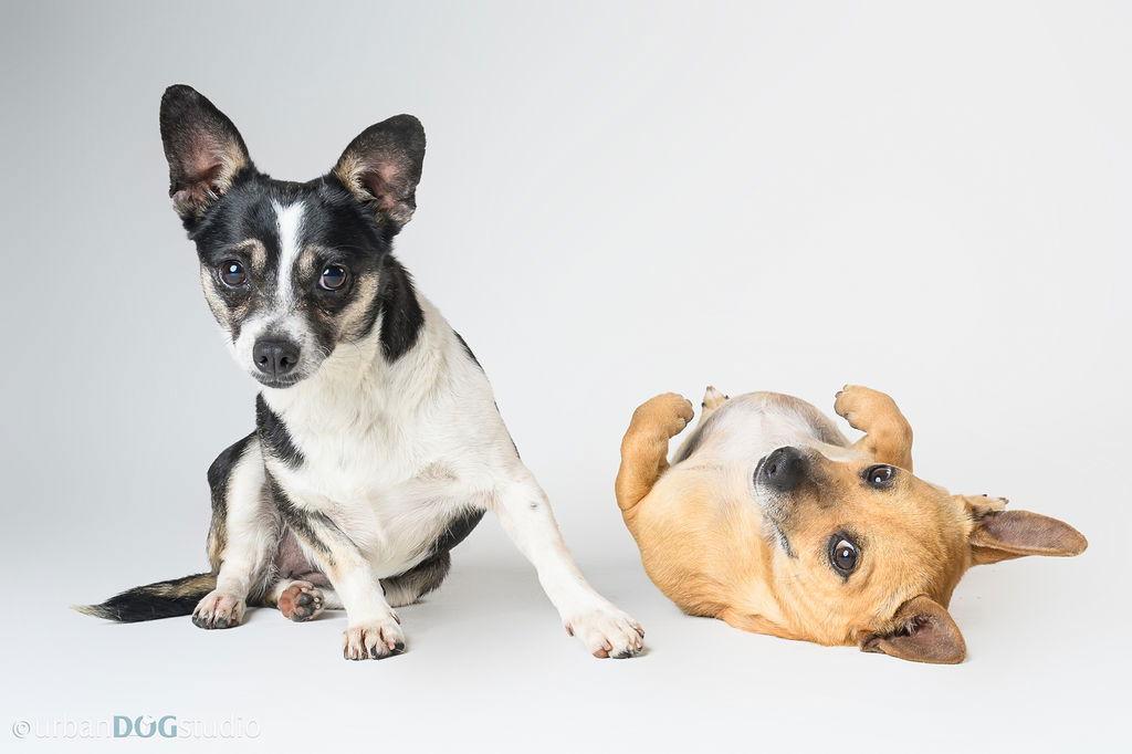 Bonded Par - Ryver & Ryker, a Adoptable Chihuahua in Tampa, FL image 3/3