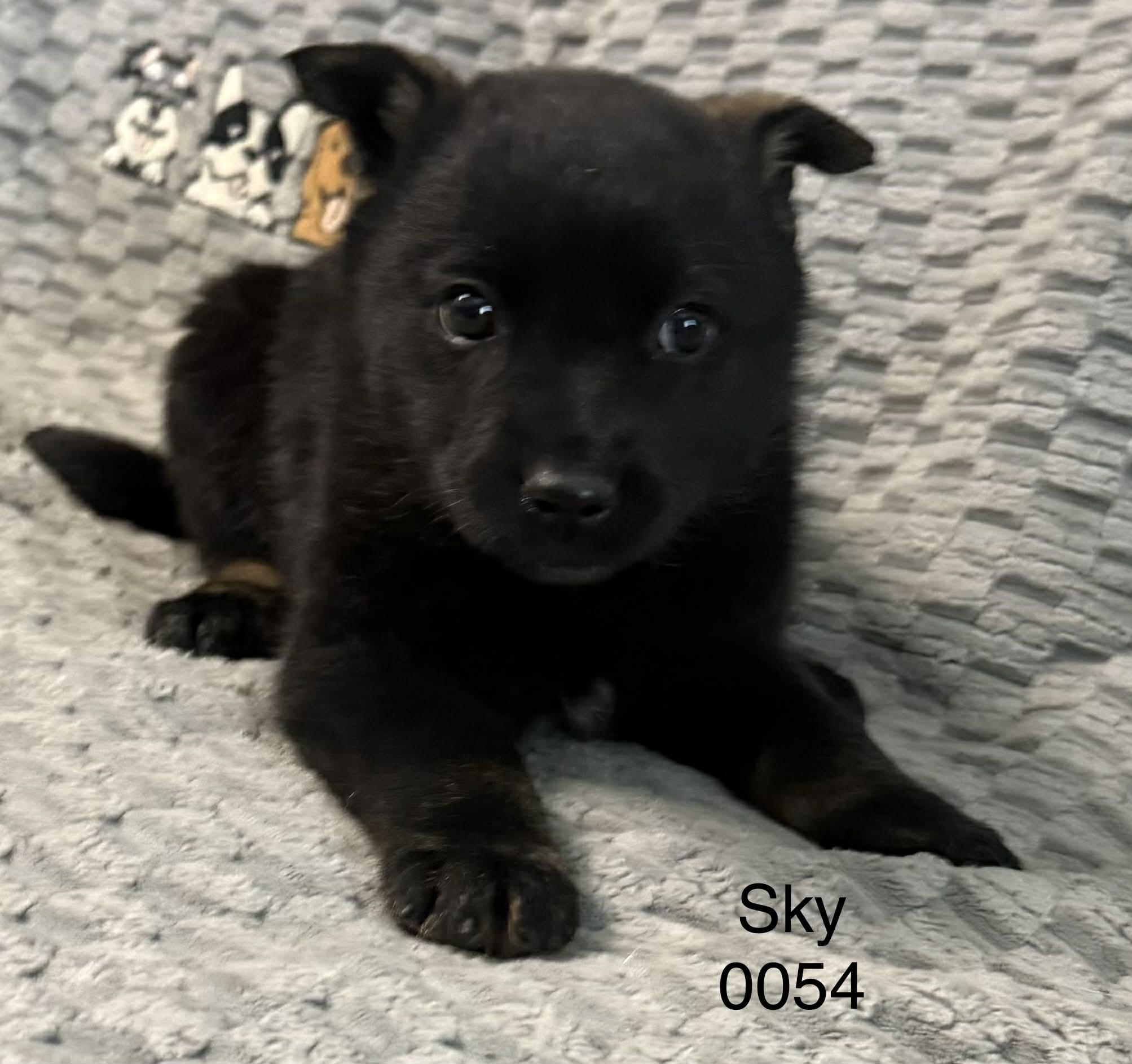 Enlarge Sky, a Adoptable Shepherd in Hop Bottom, PA image 1/1