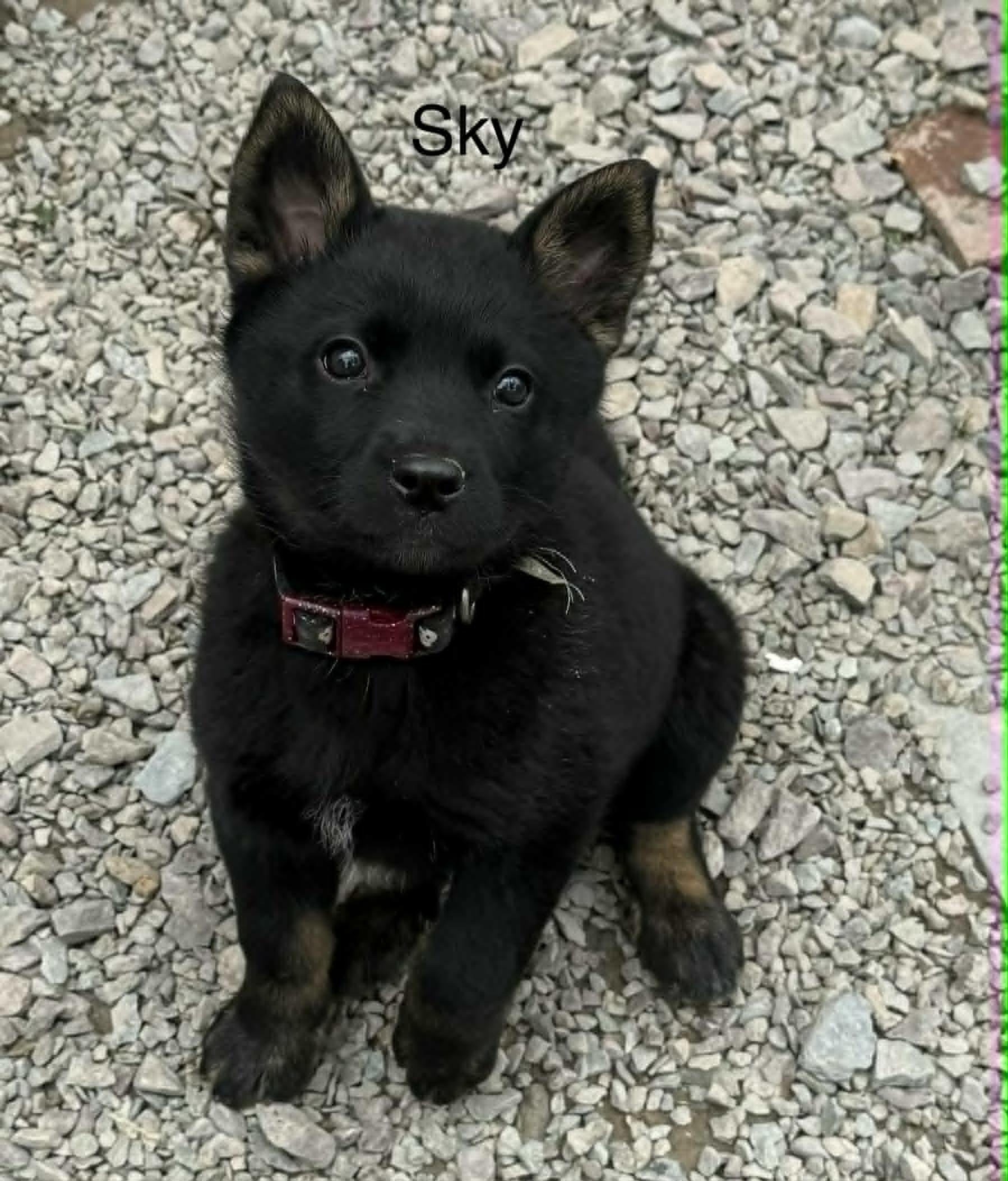 Enlarge Sky, a Adoptable Shepherd in Hop Bottom, PA image 1/1
