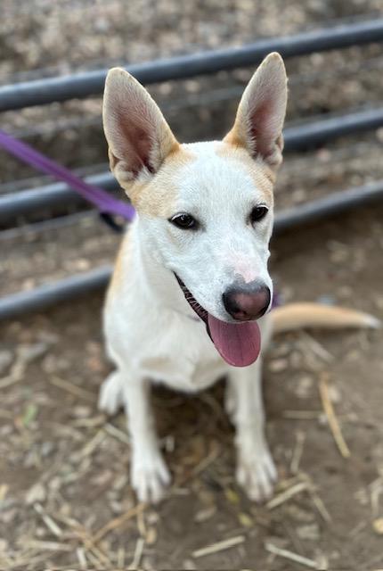 Enlarge Stella, a Adoptable mixed breed in Madera, CA image 1/1