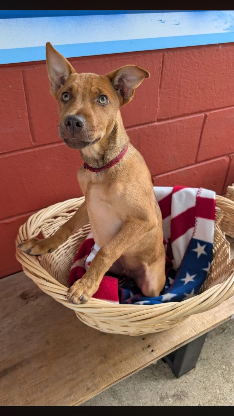 Sid, a ADOPTABLE mixed breed in Pensacola, FL image 2/4
