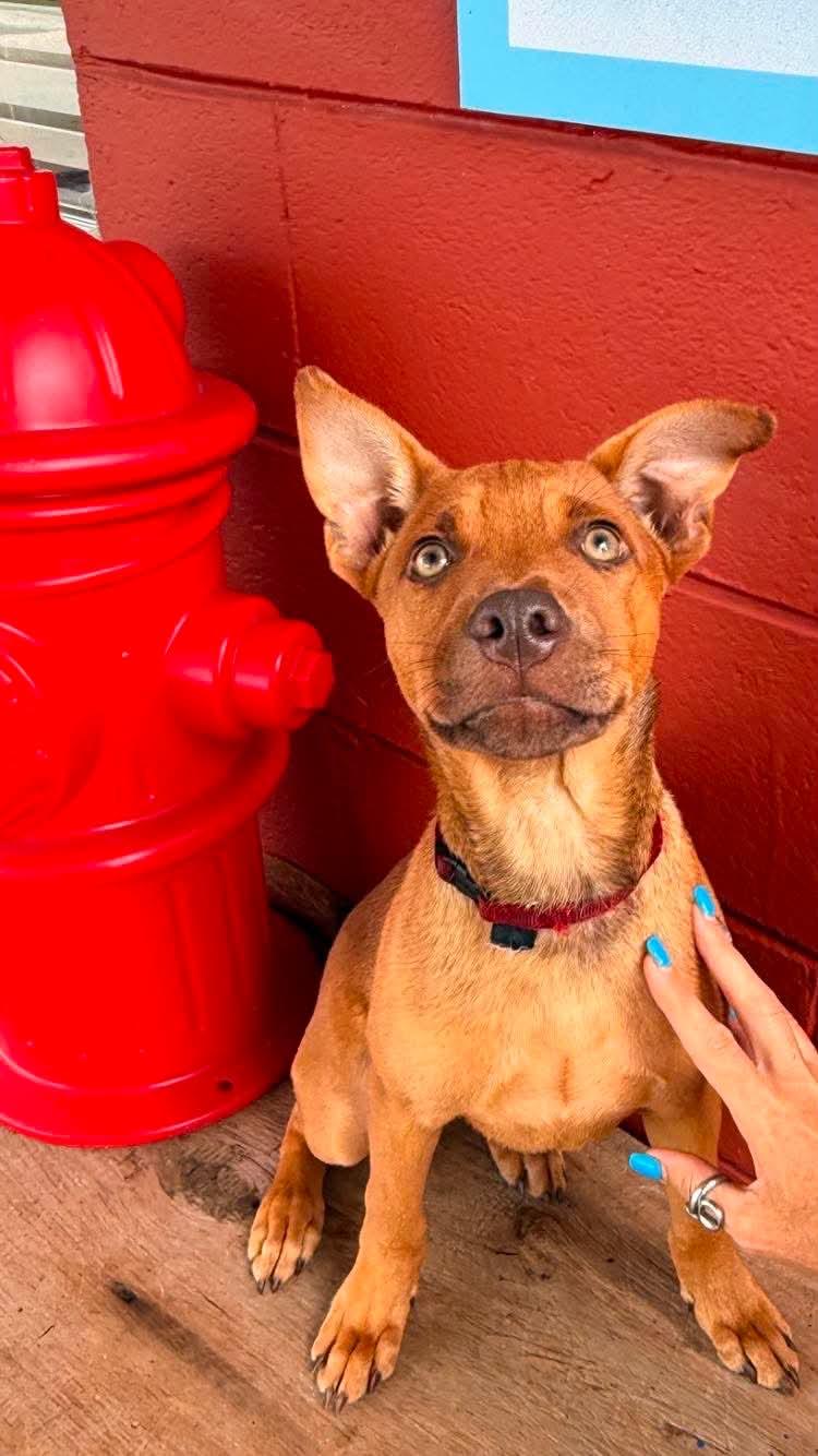 Sid, a ADOPTABLE mixed breed in Pensacola, FL image 3/4