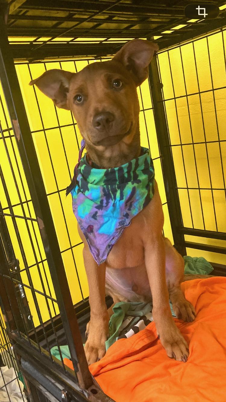 Sid, ADOPTABLE, Puppy Male Dutch Shepherd & Doberman Pinscher.