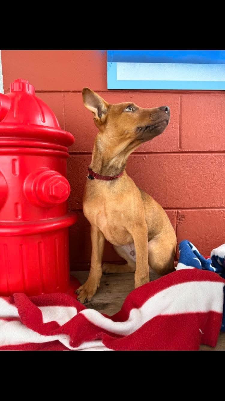 Sid, a ADOPTABLE mixed breed in Pensacola, FL image 4/4