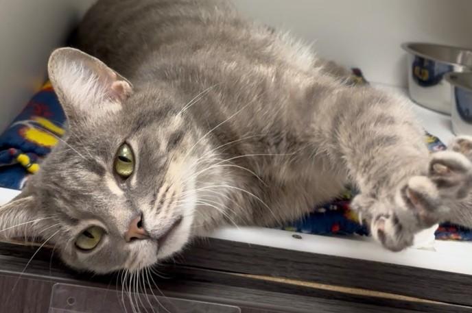 Callum, Adult Male Tabby