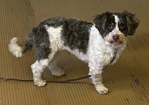 FELIX (ohiosdrescue@gmail.com), ADOPTABLE, Adult Male Havanese.