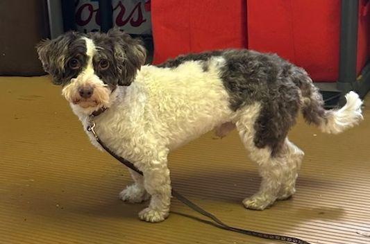 Enlarge FELIX (ohiosdrescue@gmail.com), a ADOPTABLE Havanese in Elyria, OH image 2/4