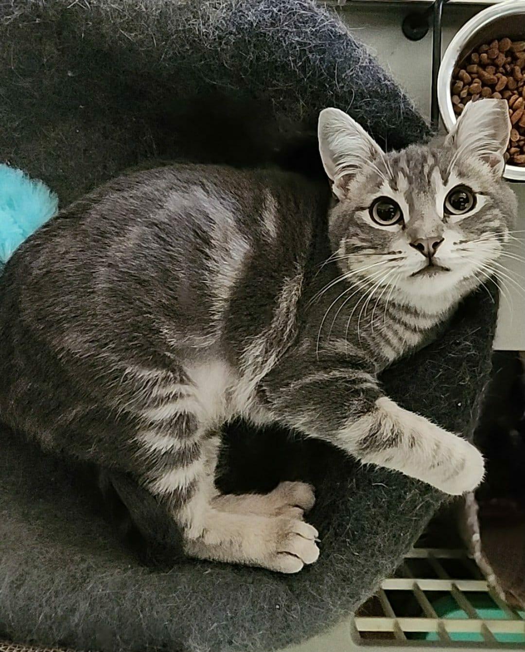 Jasmine, a Adoptable mixed breed in sunnyvale, CA image 6/6