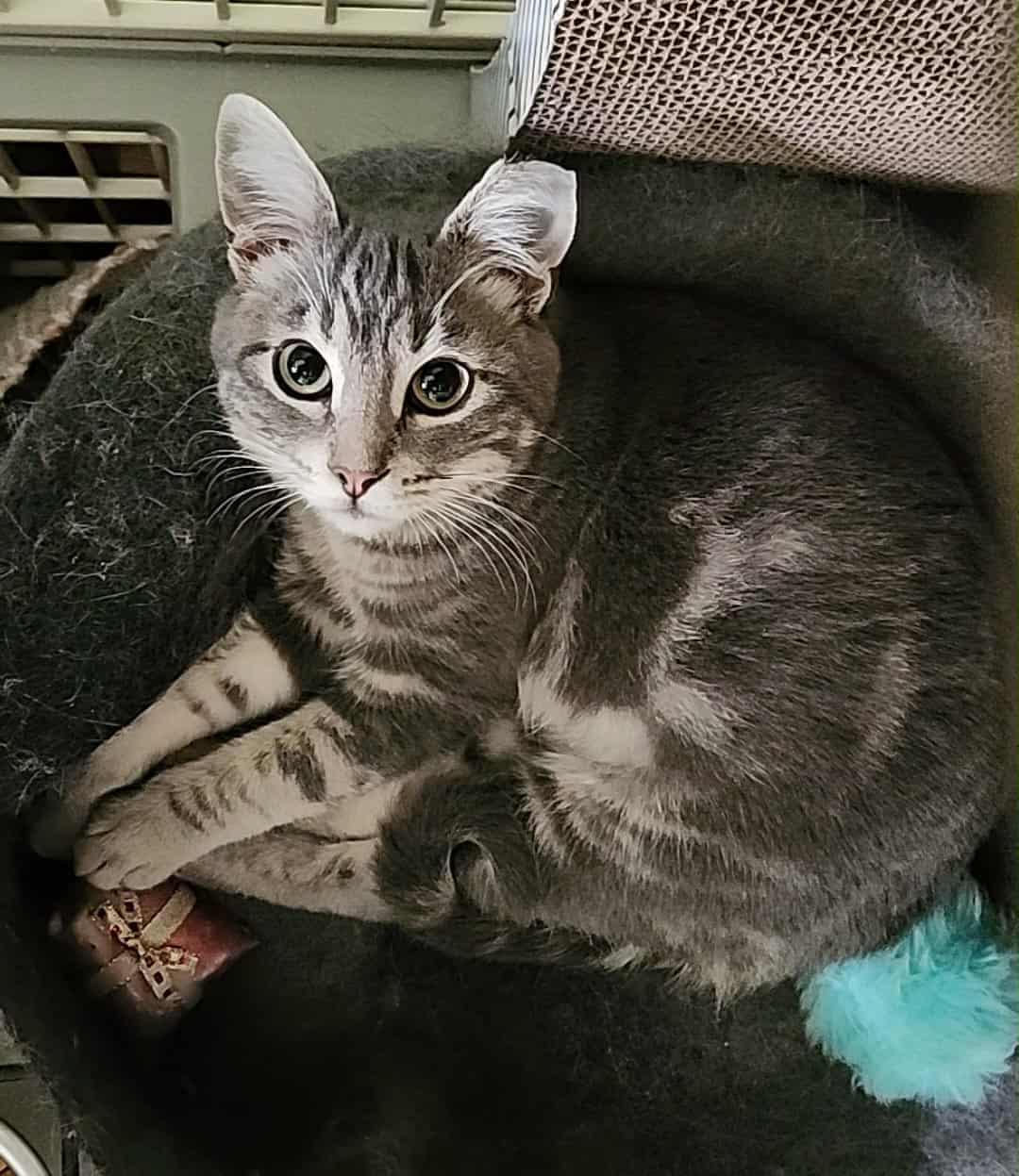 Jasmine, a Adoptable mixed breed in sunnyvale, CA image 5/6