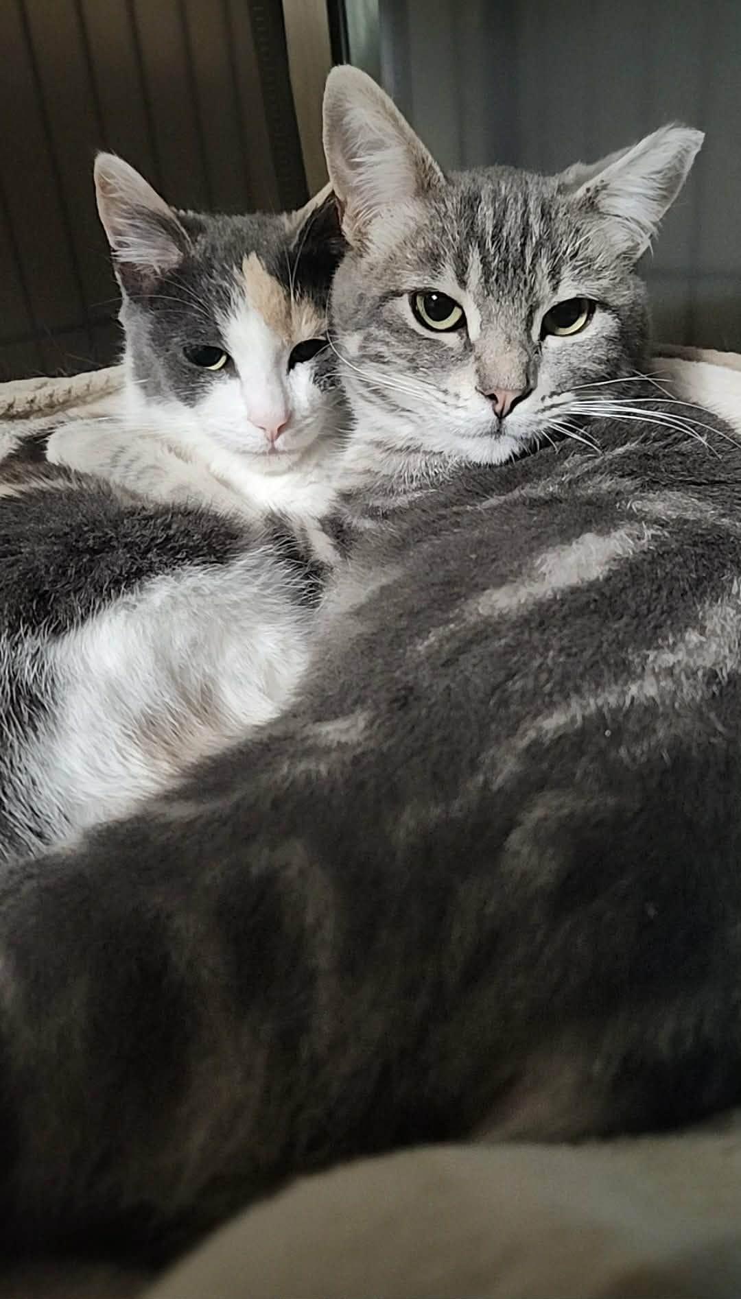 Enlarge Jasmine, a Adoptable mixed breed in foster city, CA image 6/6