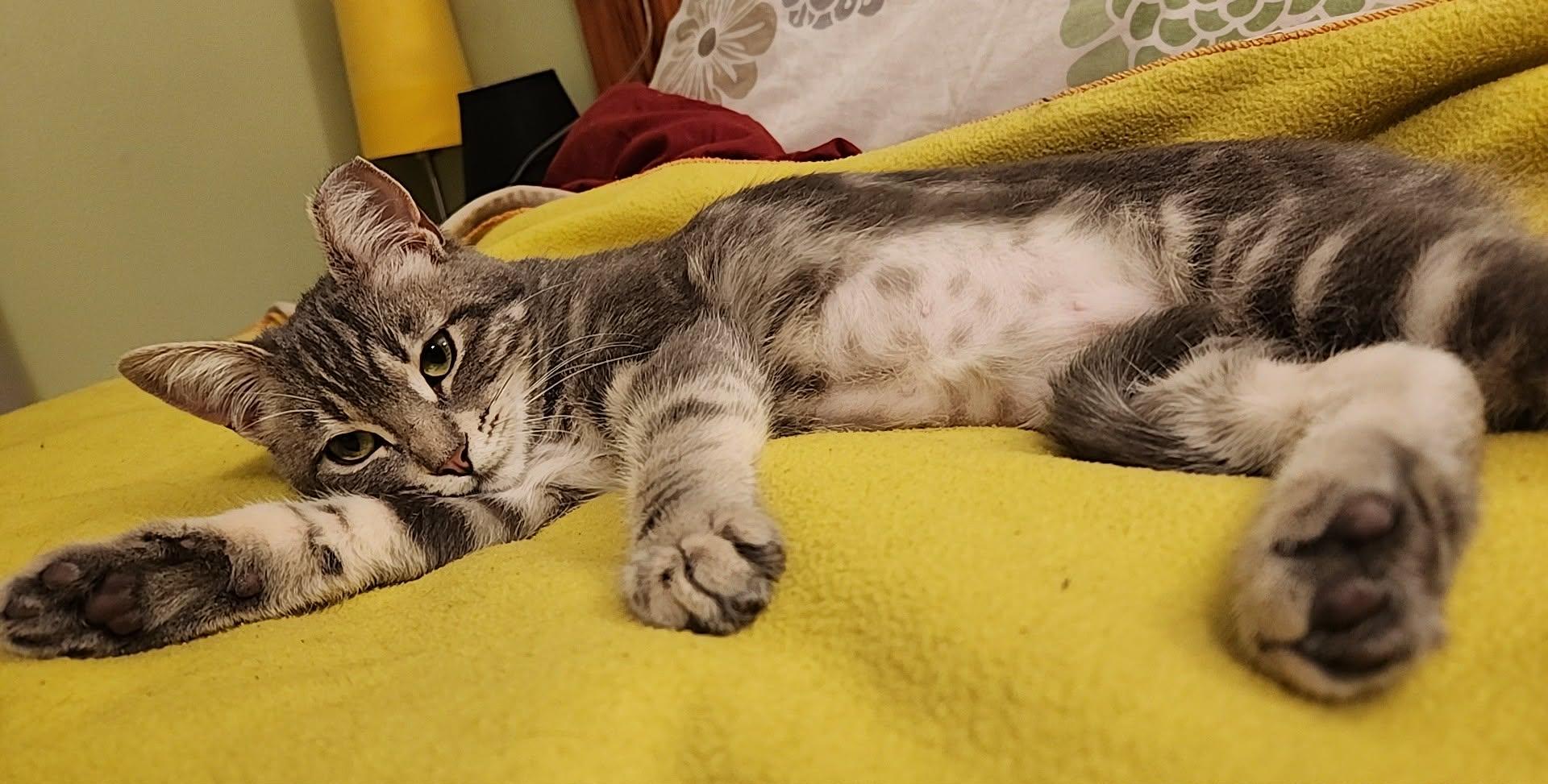 Jasmine, a Adoptable mixed breed in sunnyvale, CA image 4/6