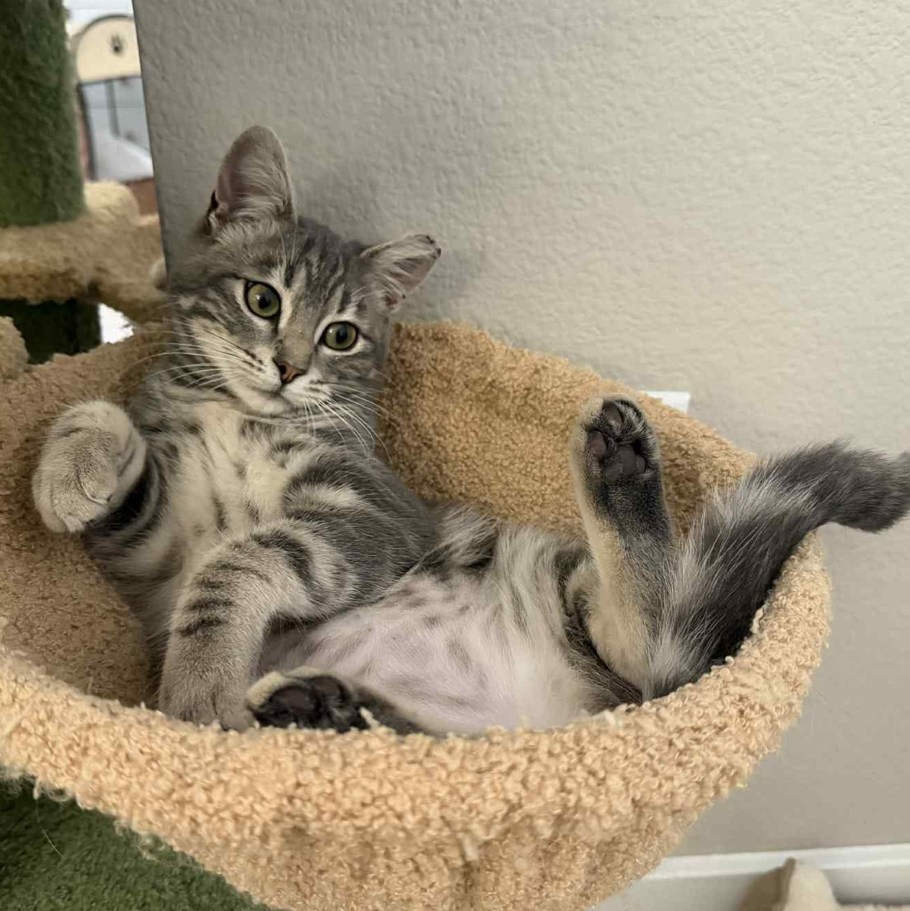 Jasmine, a Adoptable mixed breed in sunnyvale, CA image 2/6