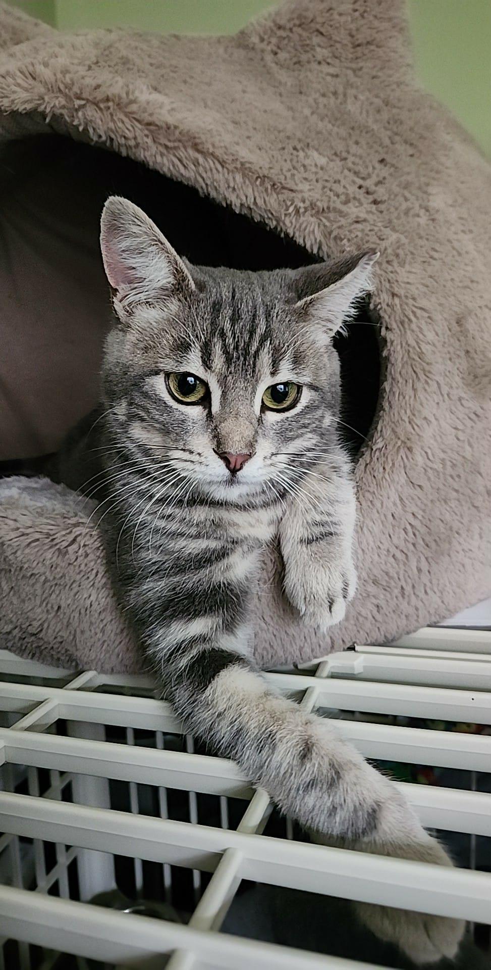 Jasmine, Adoptable, Kitten Female Domestic Short Hair.