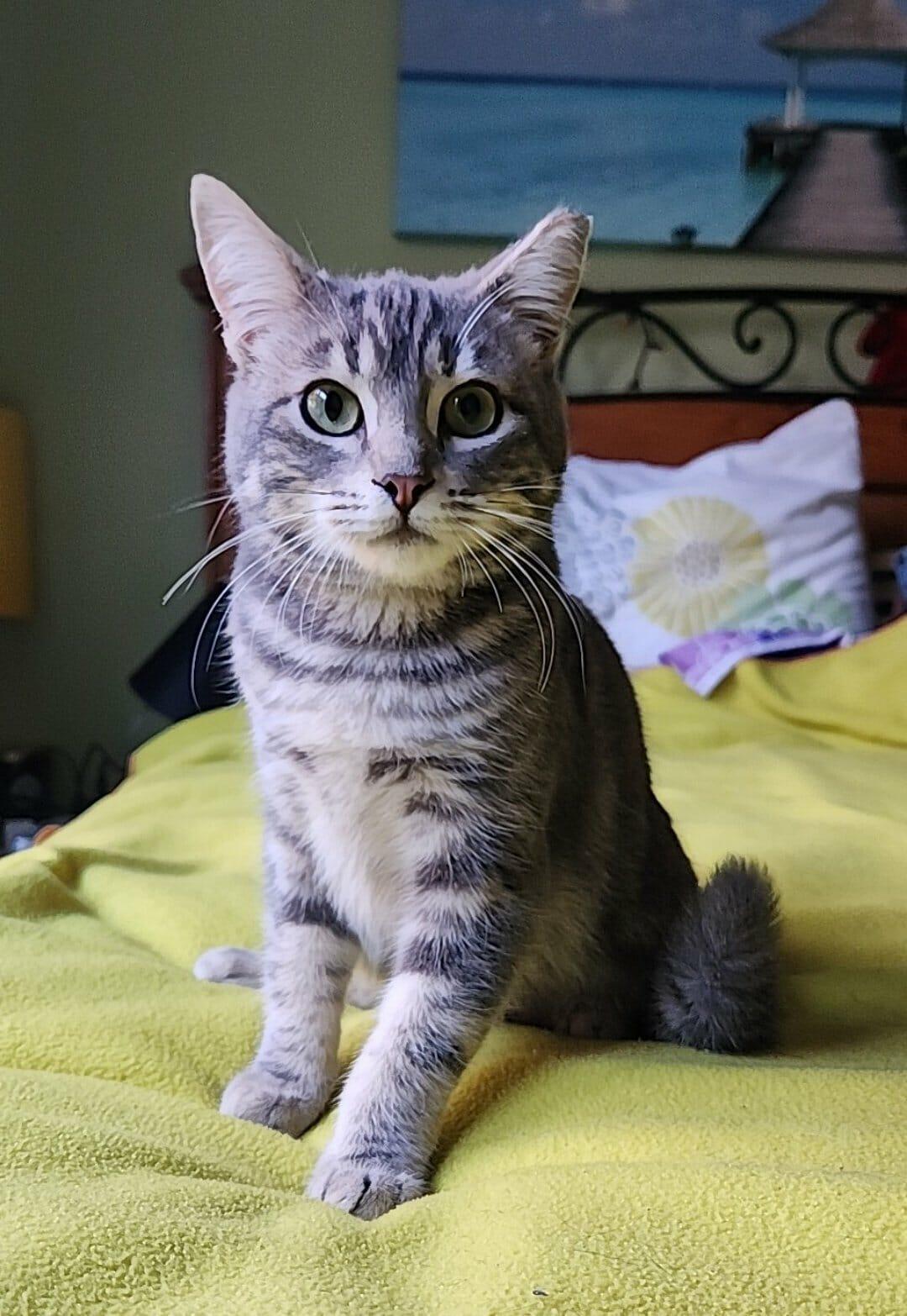 Jasmine, a Adoptable mixed breed in sunnyvale, CA image 4/6