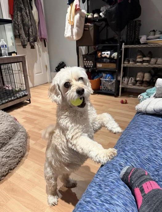 Enlarge Zoey, a Adoptable Cockapoo in Union Beach, NJ image 1/1