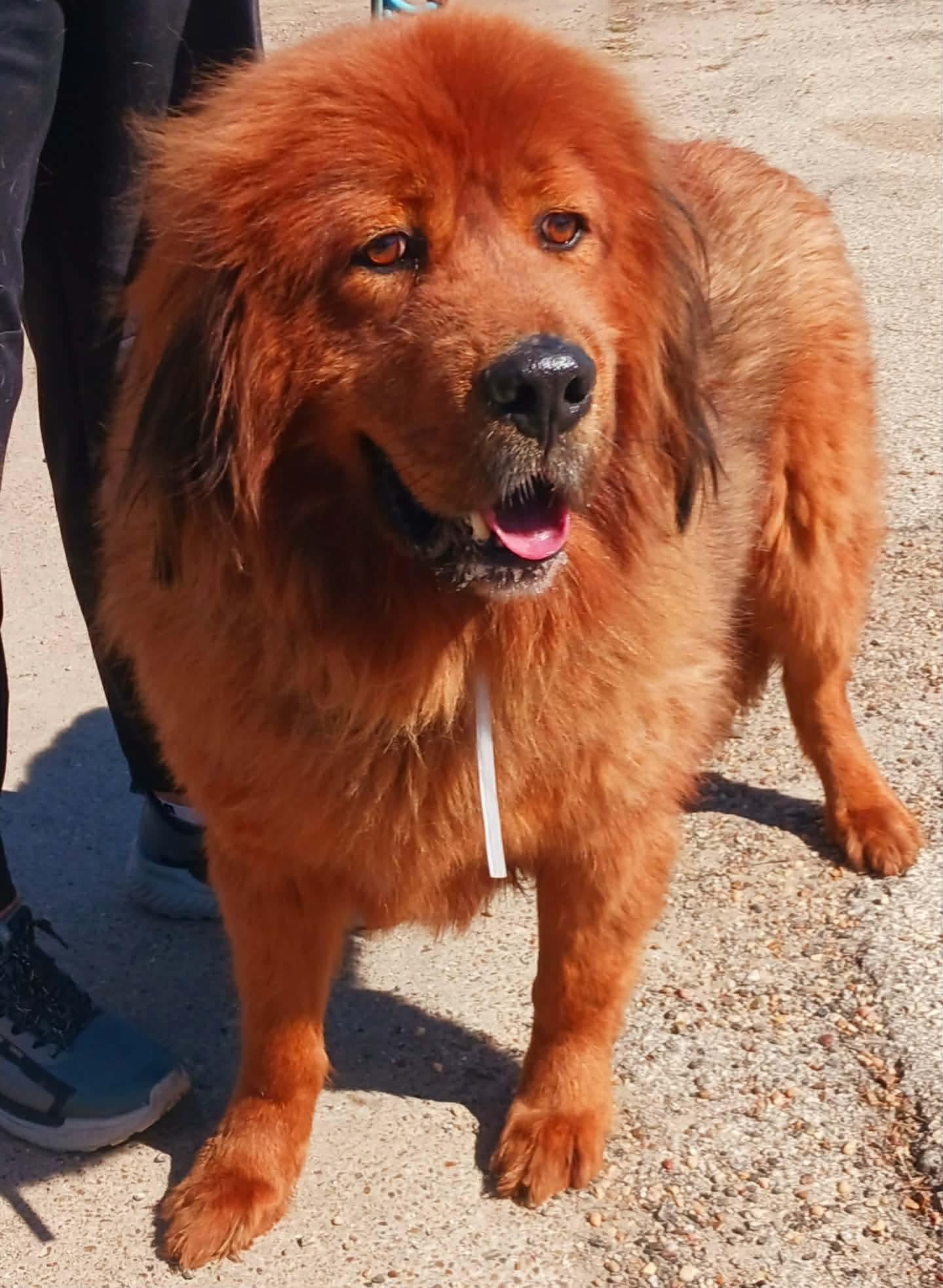 Enlarge Conner , a ADOPTABLE Tibetan Mastiff in Kankakee, IL image 1/3