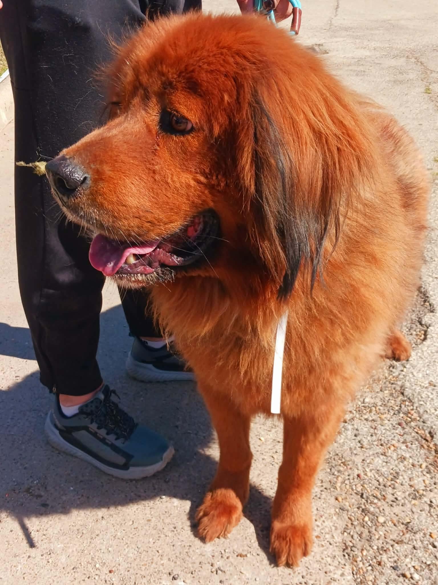 Enlarge Conner , a ADOPTABLE Tibetan Mastiff in Kankakee, IL image 2/3